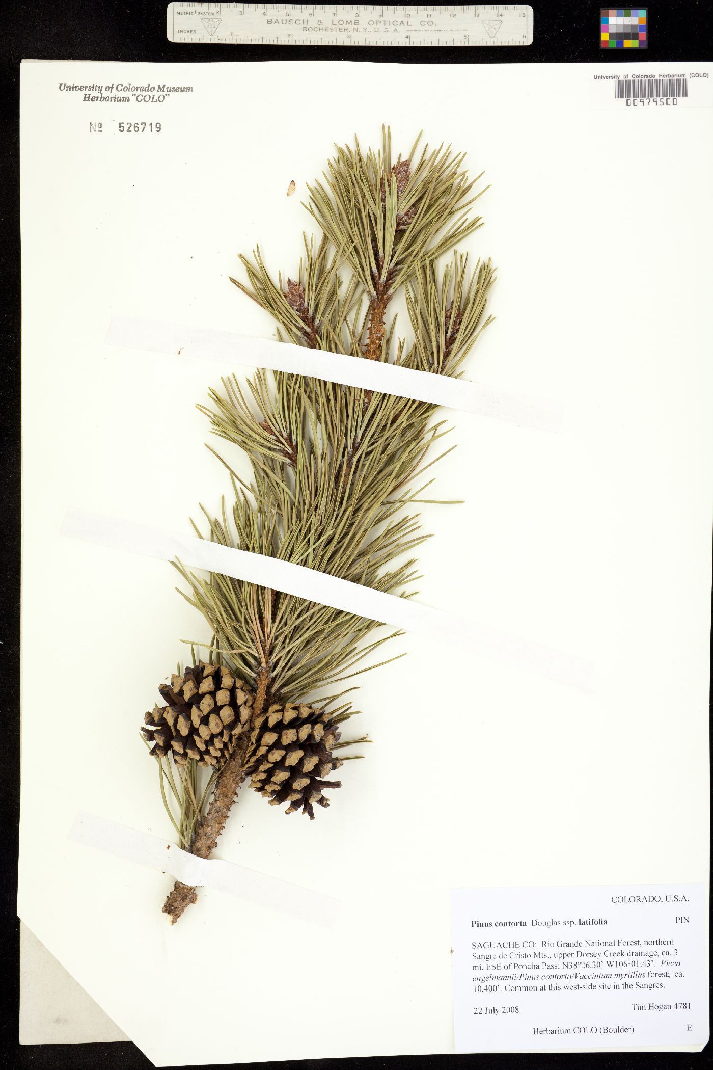 Pinus contorta var. latifolia image