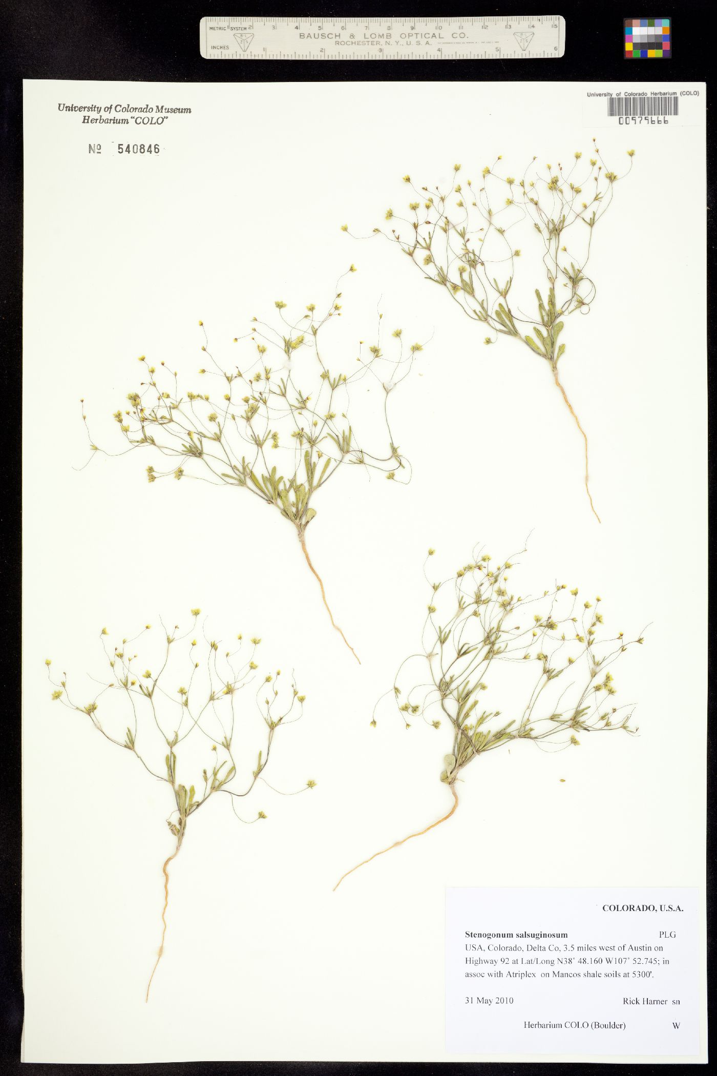 Stenogonum salsuginosum image