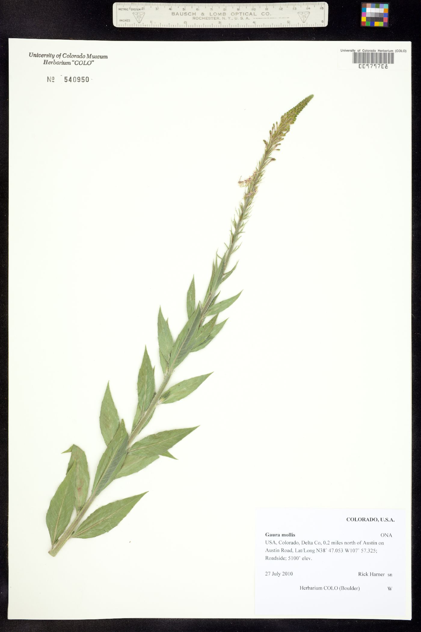Oenothera curtiflora image