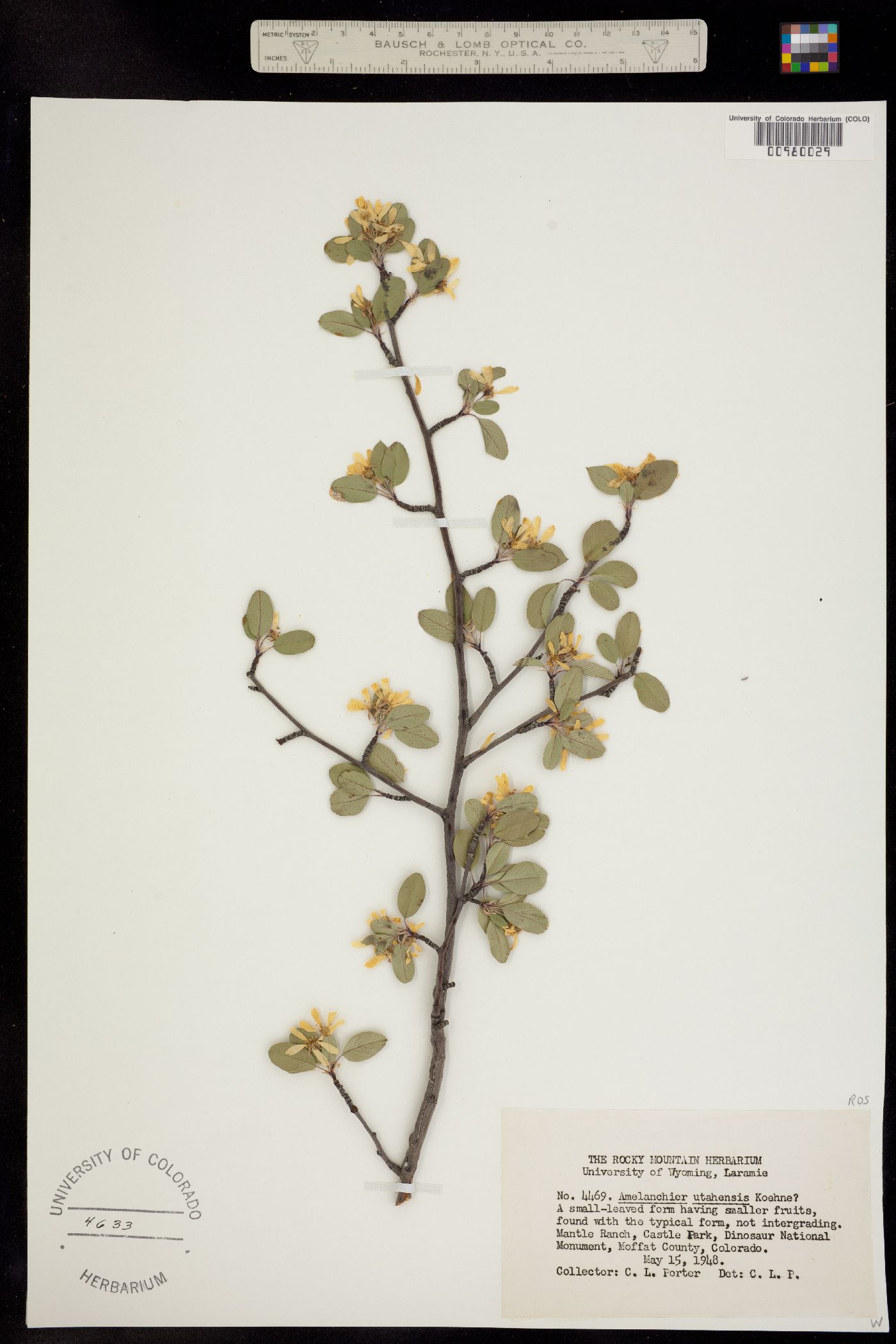 Amelanchier utahensis image