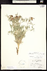 Coriflora scottii image