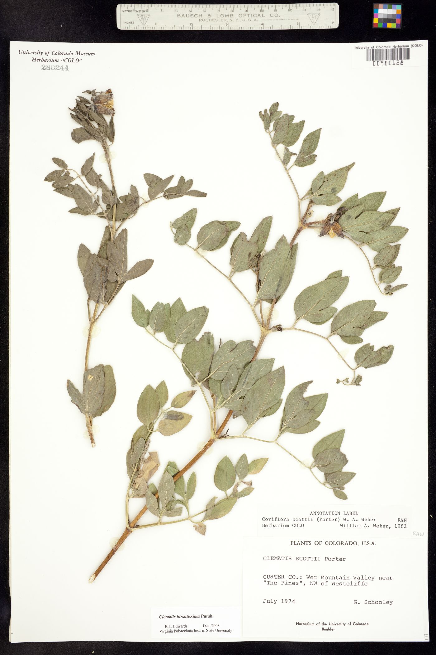 Clematis hirsutissima var. scottii image