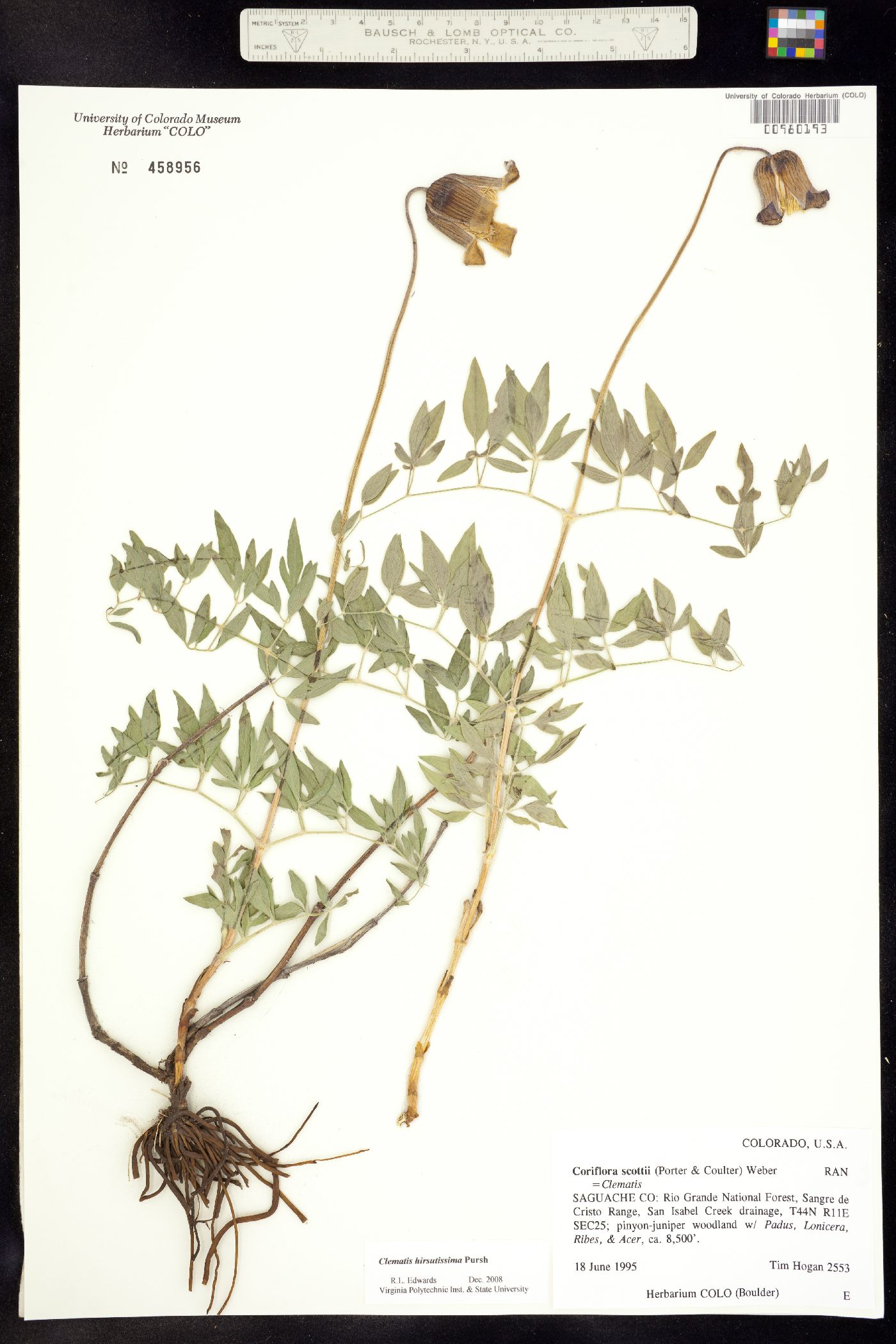 Coriflora scottii image