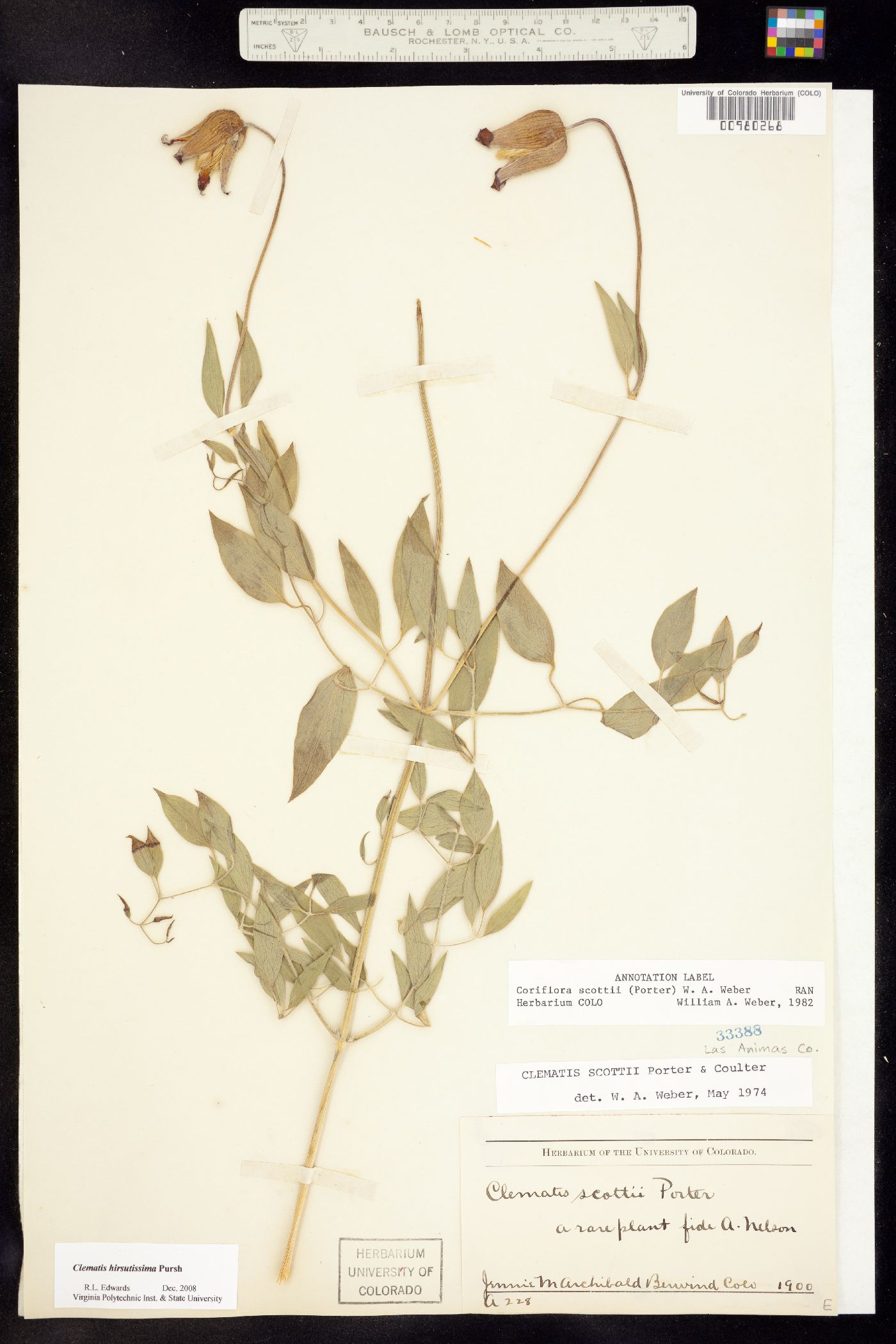 Clematis hirsutissima var. scottii image