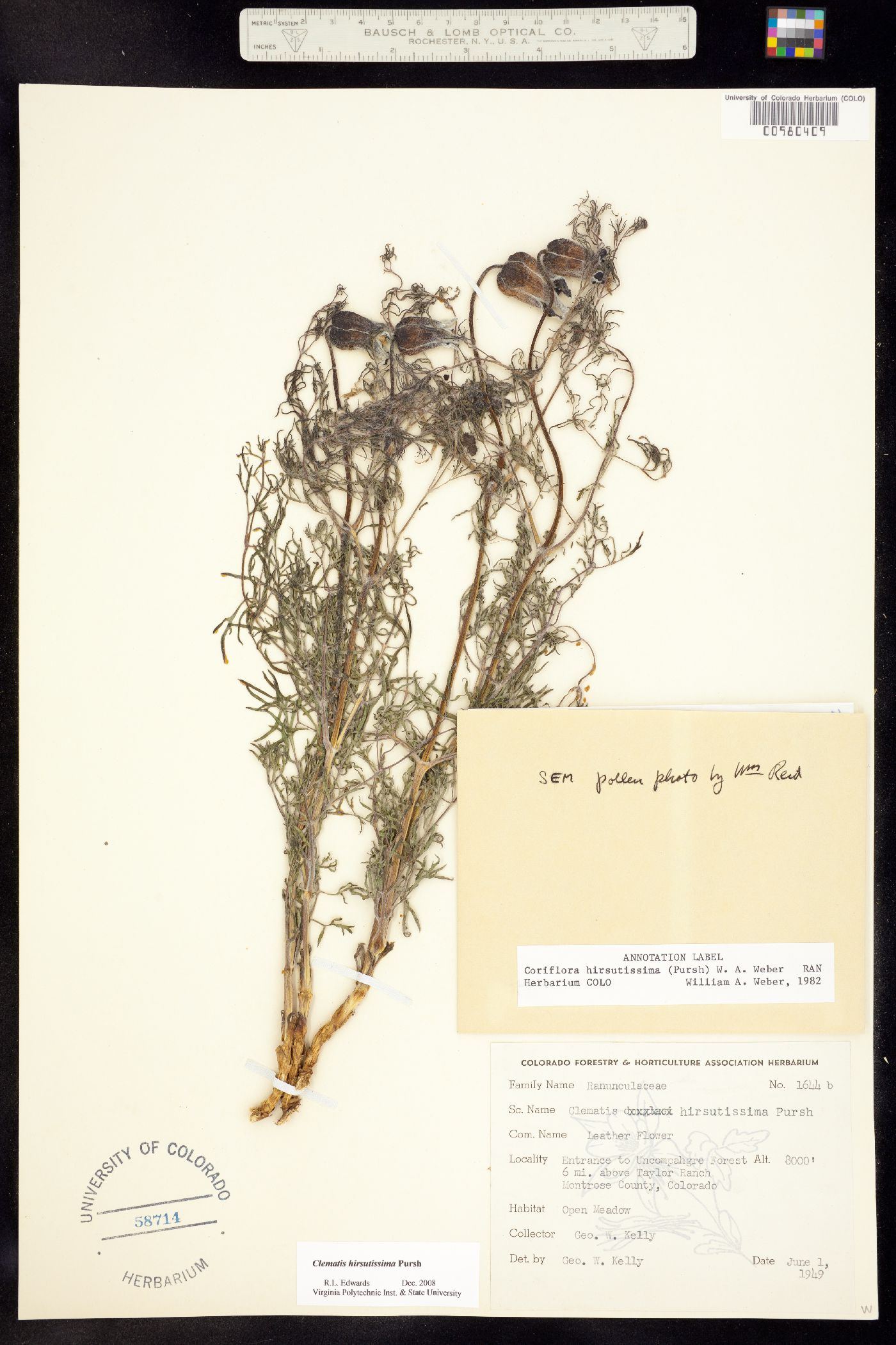 Clematis hirsutissima var. hirsutissima image