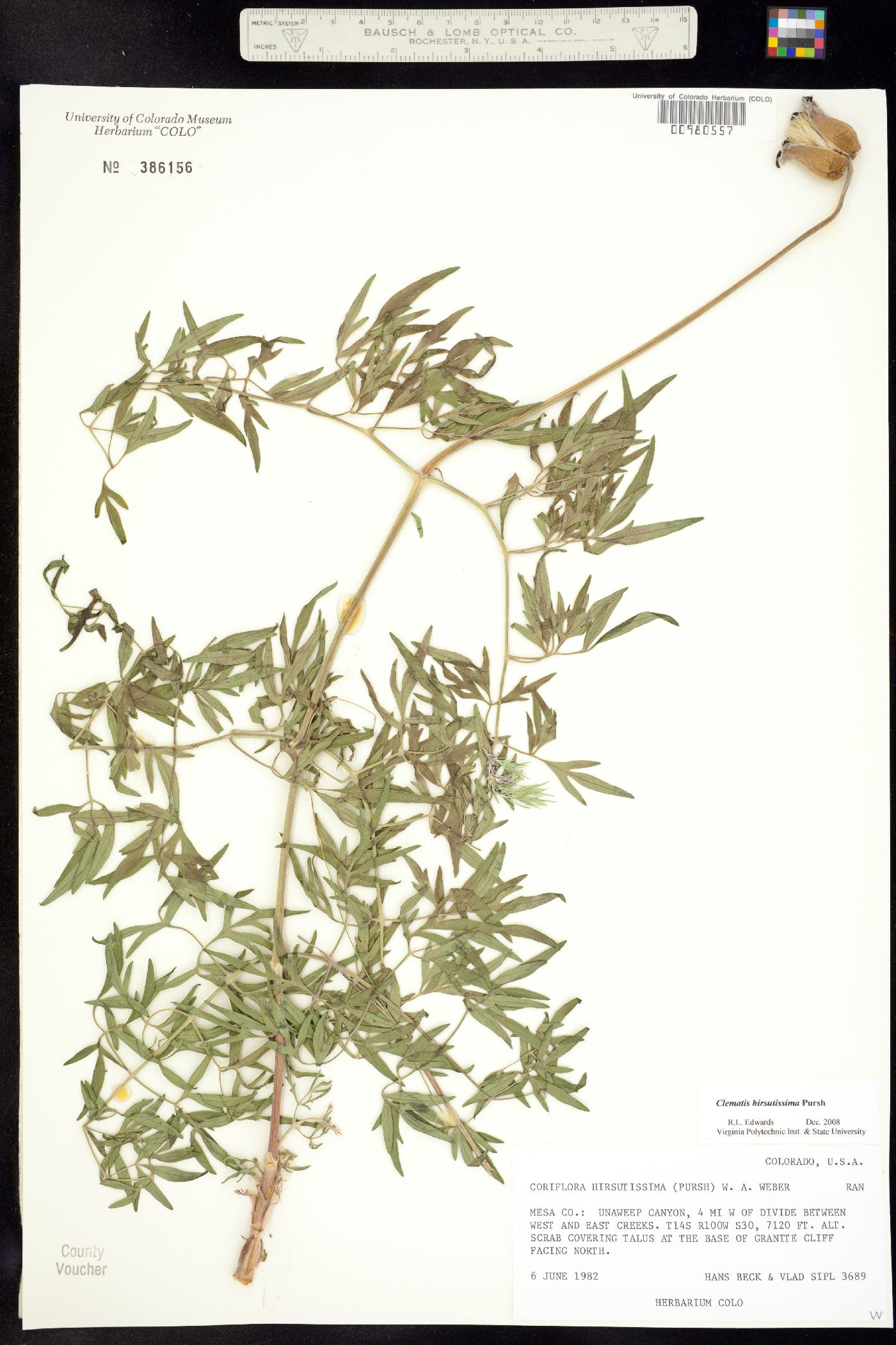 Clematis hirsutissima image