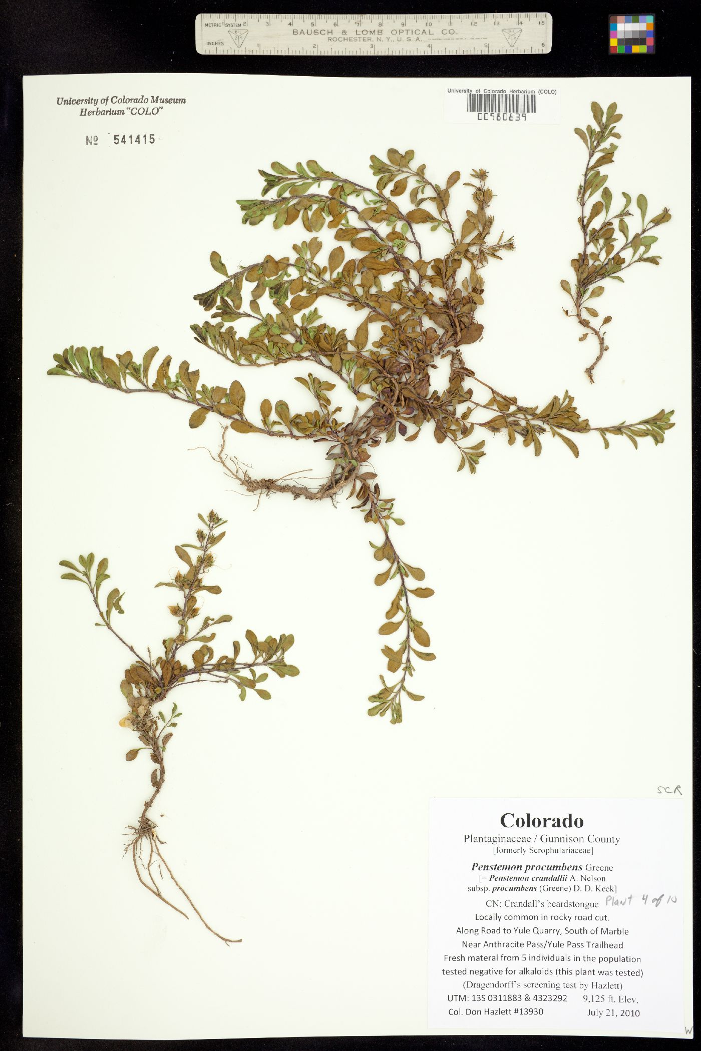 Penstemon crandallii ssp. procumbens image