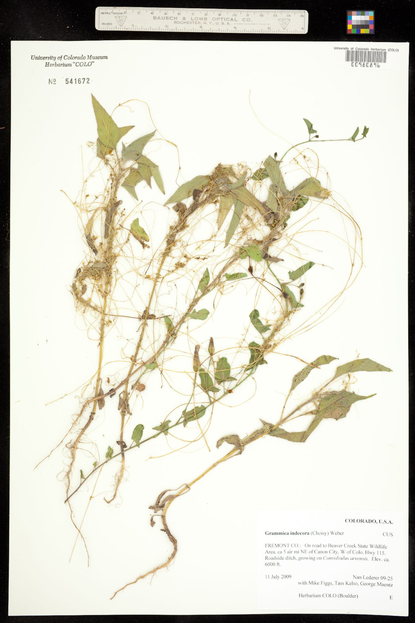 Grammica image