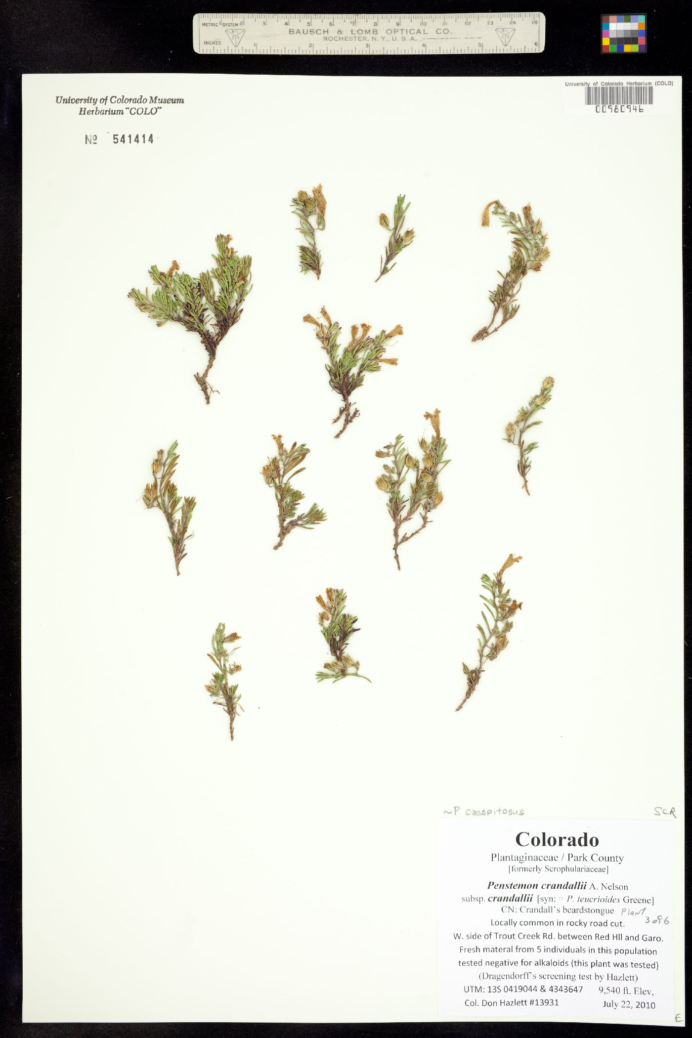 Penstemon crandallii image