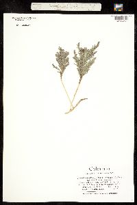 Comandra umbellata ssp. pallida image
