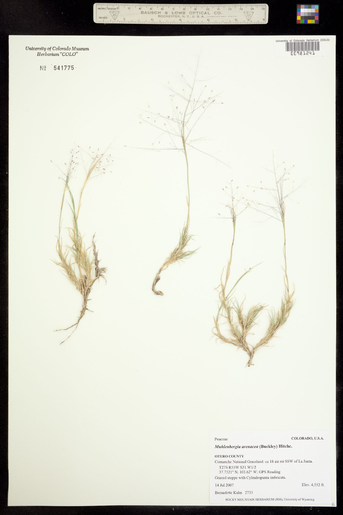 Muhlenbergia arenacea image