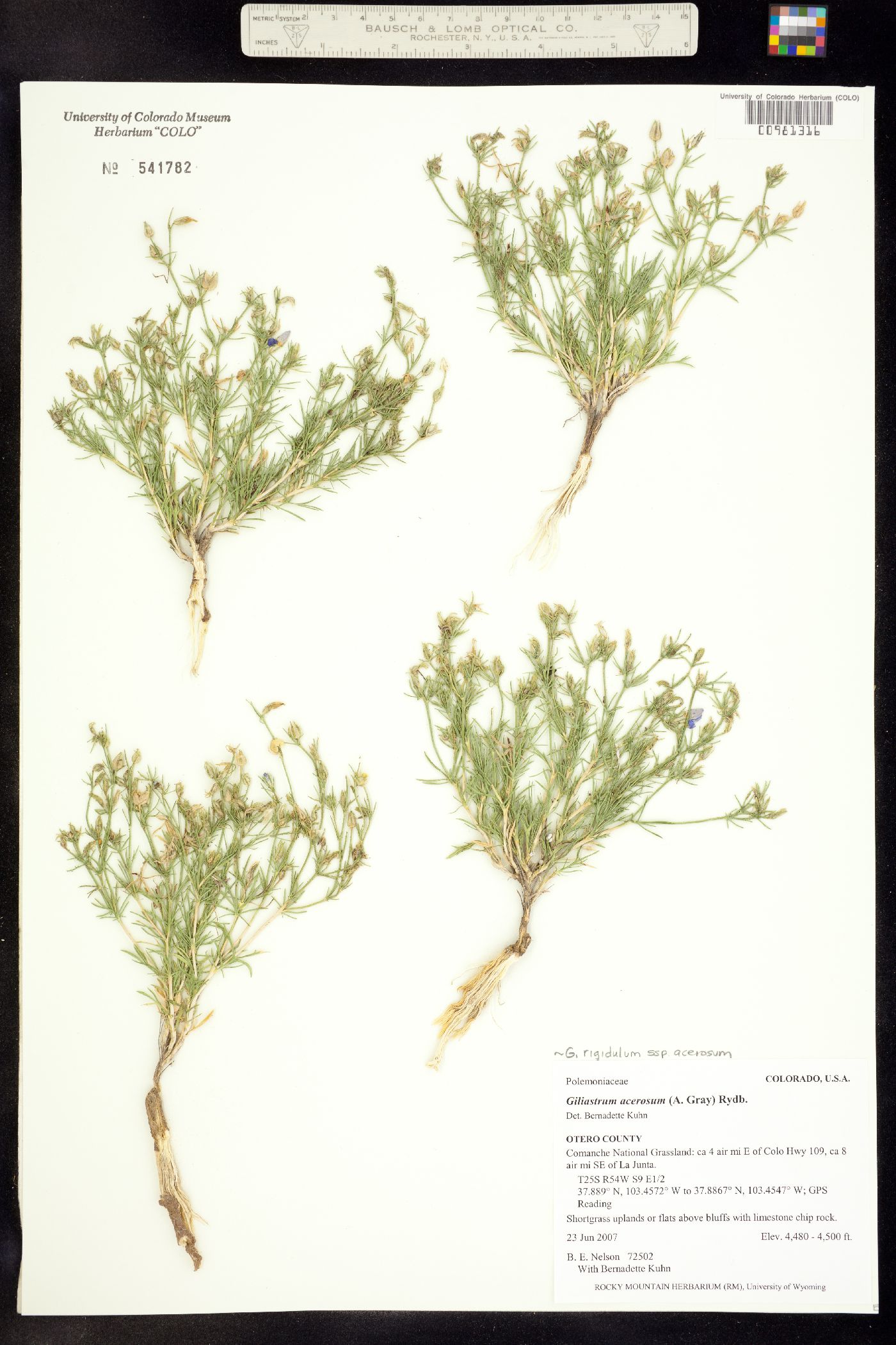 Giliastrum acerosum image