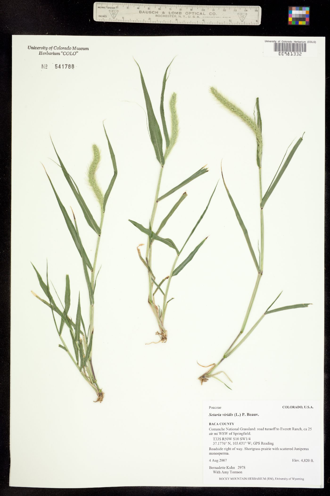 Setaria viridis image