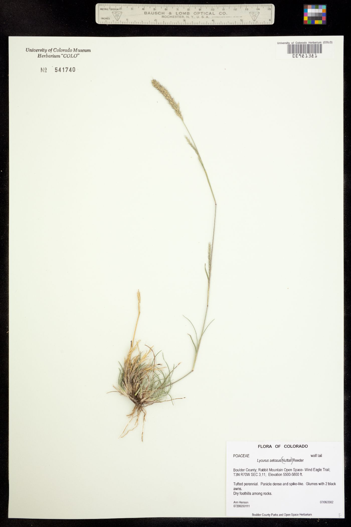 Muhlenbergia image