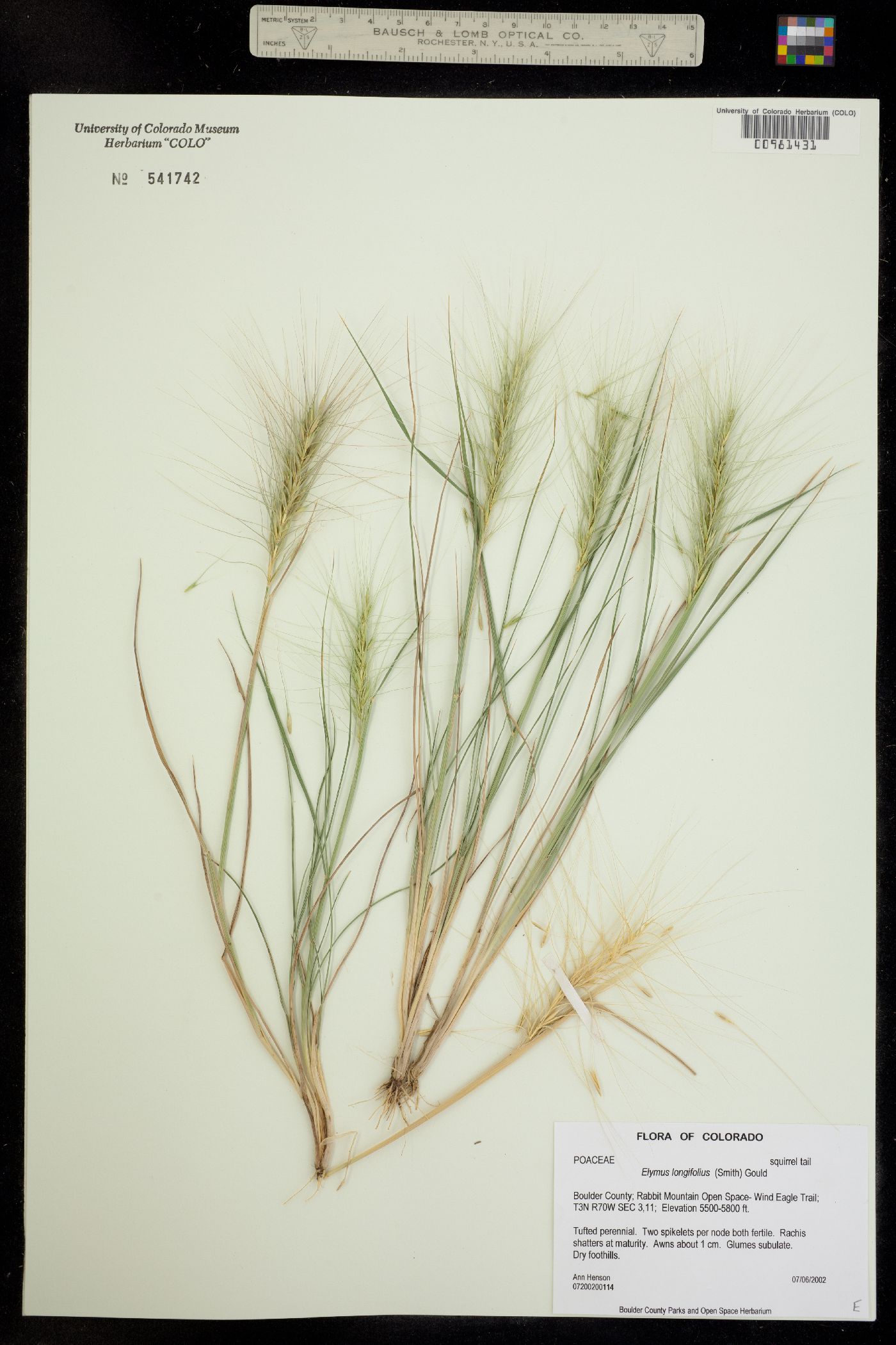 Elymus elymoides image