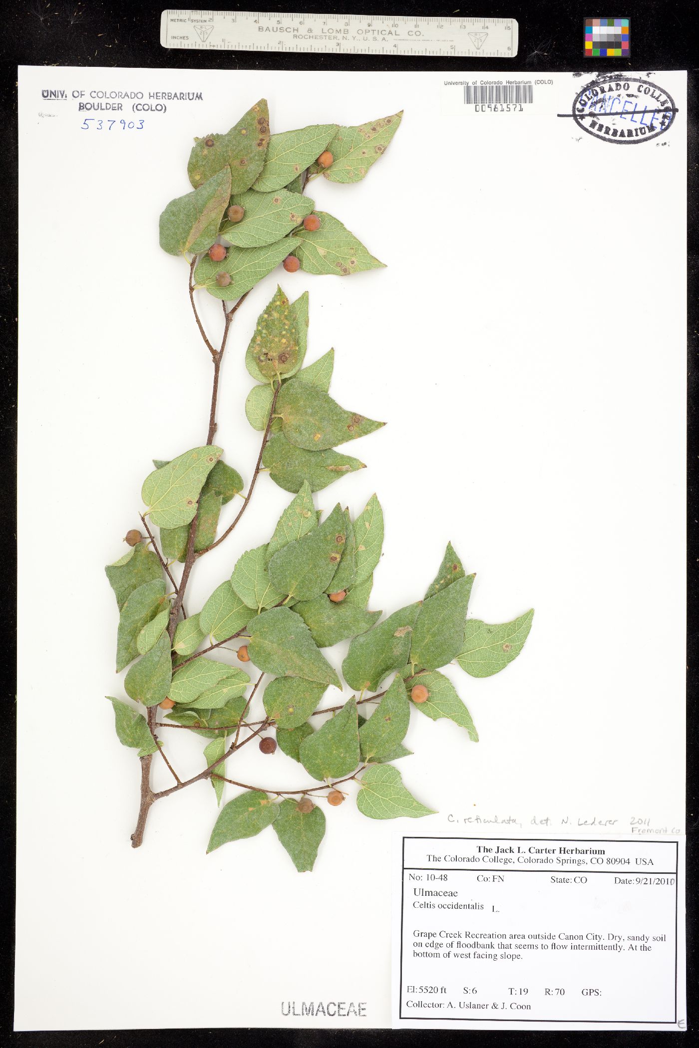 Celtis reticulata image