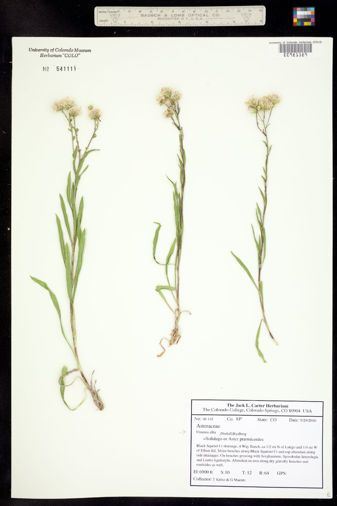 Solidago ptarmicoides image
