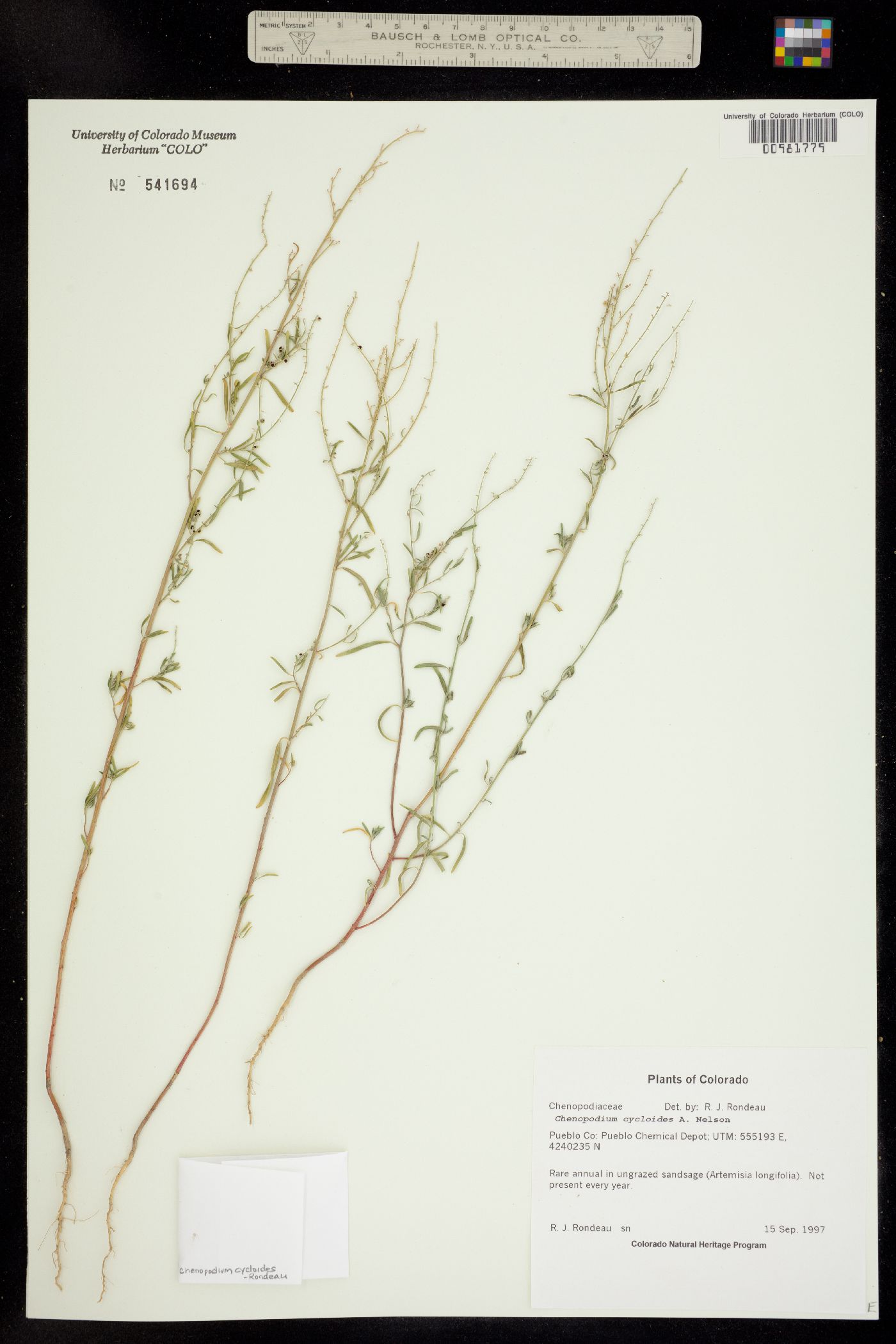 Chenopodium cycloides image