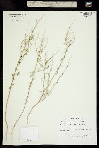 Chenopodium cycloides image