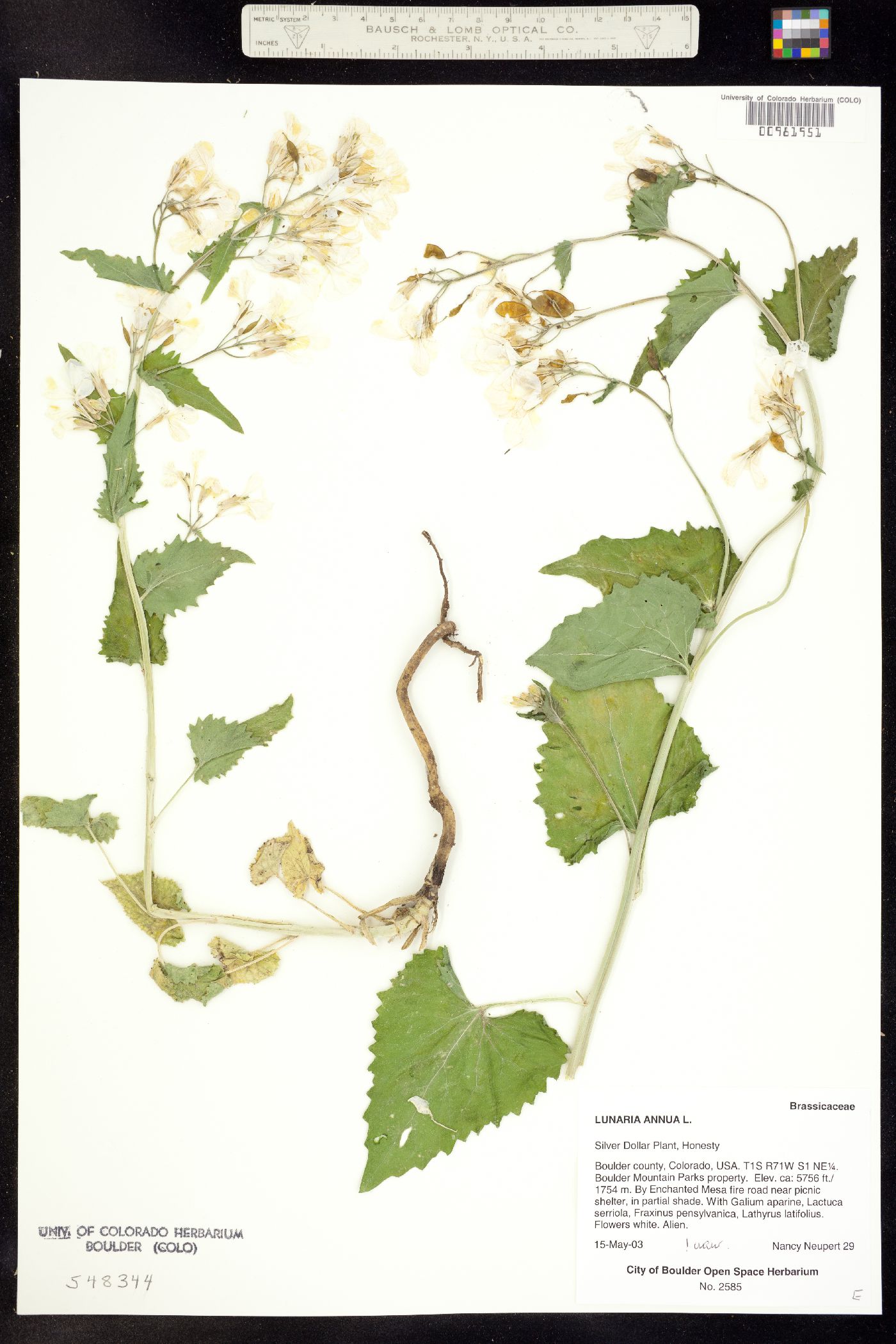 Lunaria annua image