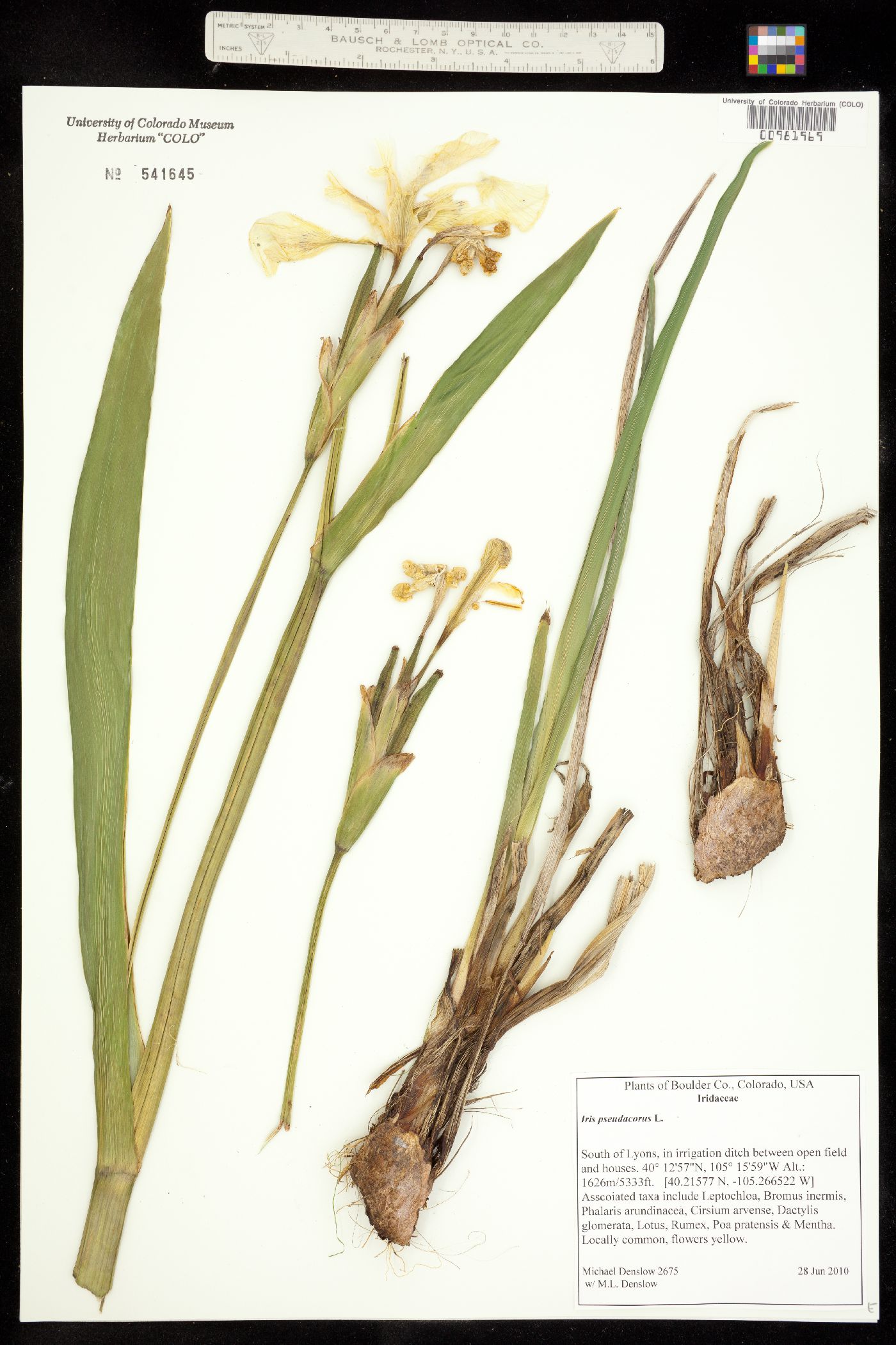 Iris pseudacorus image