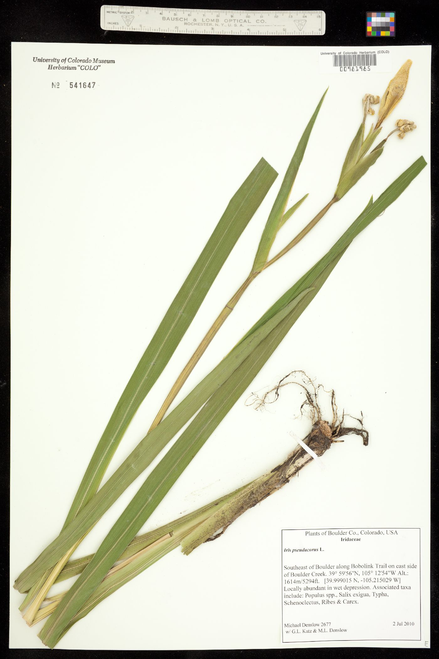 Iris pseudacorus image