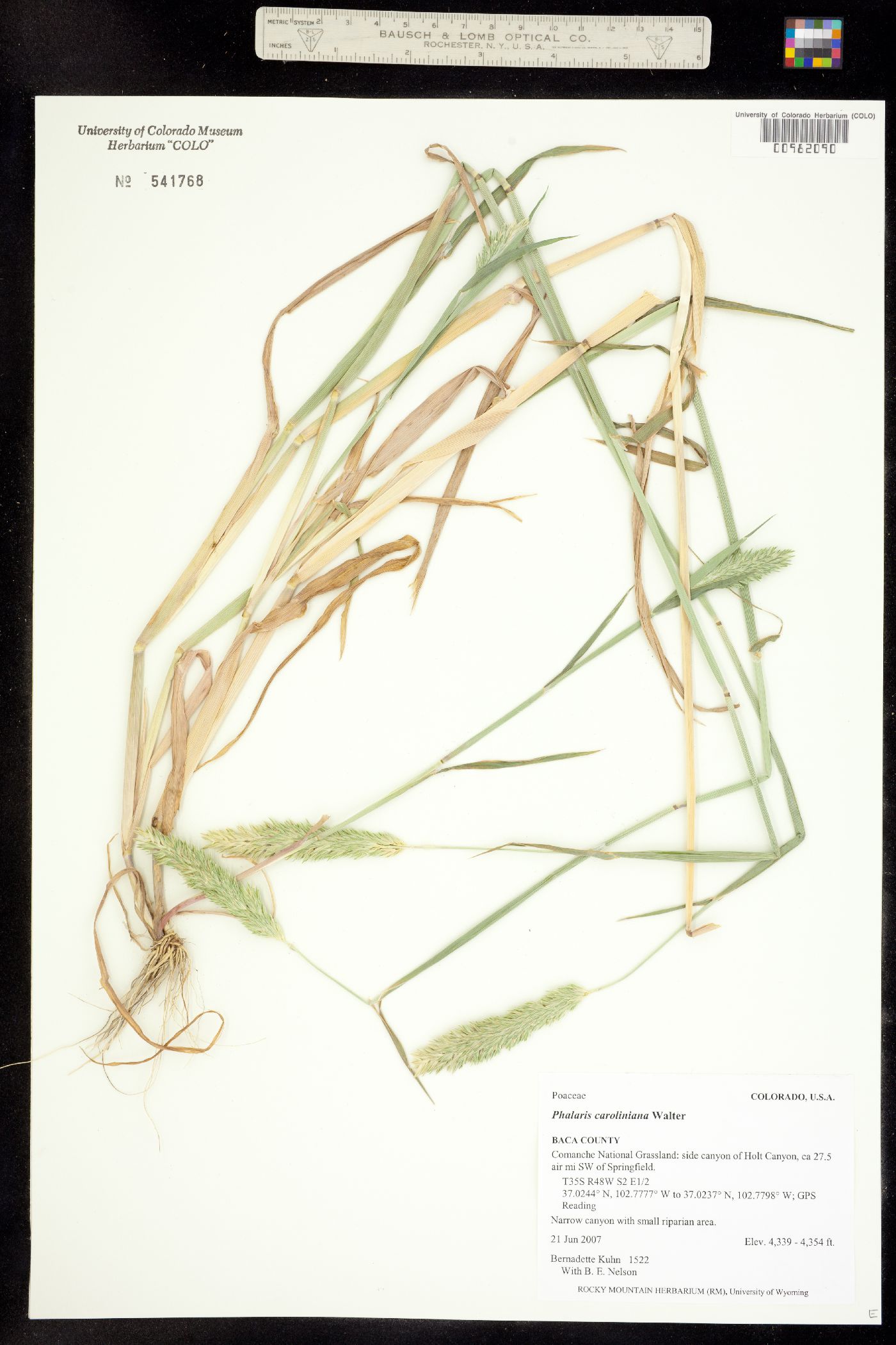 Phalaris caroliniana image