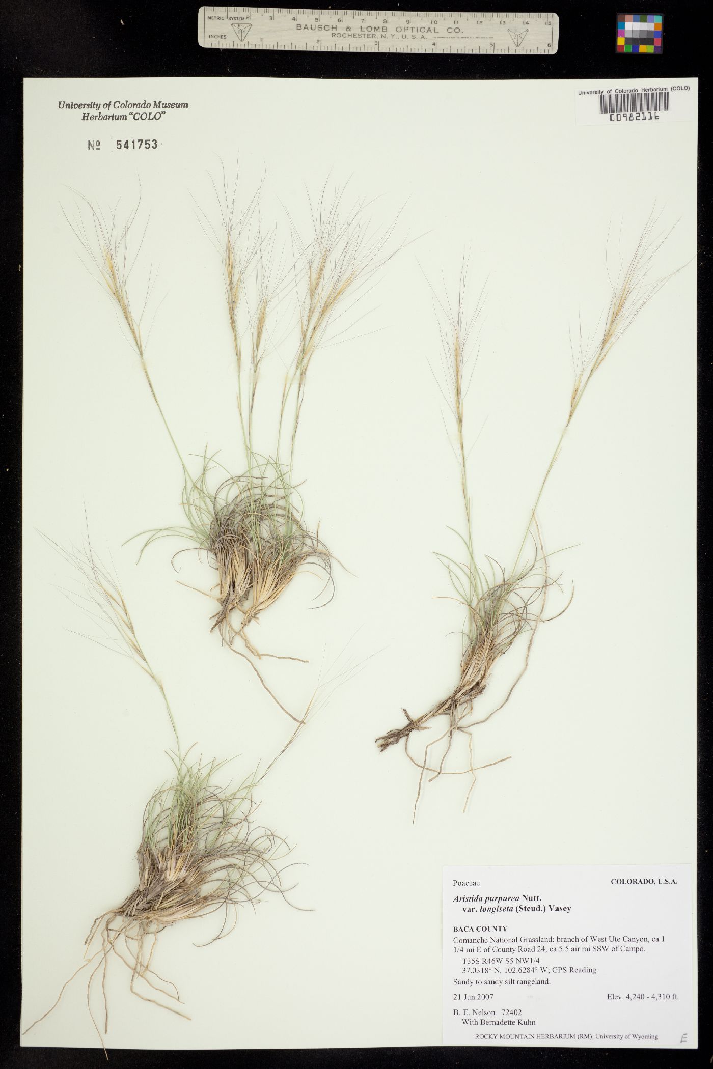 Aristida purpurea var. longiseta image