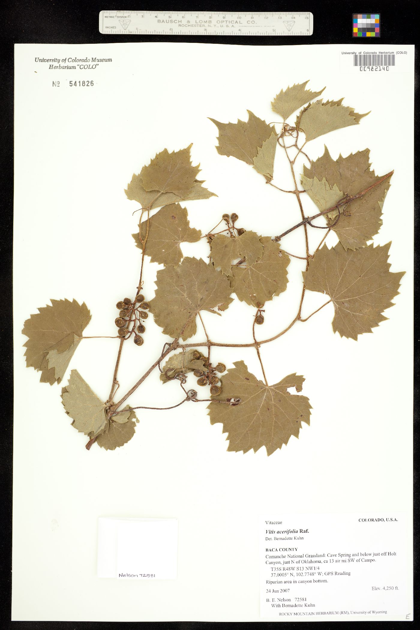 Vitis acerifolia image