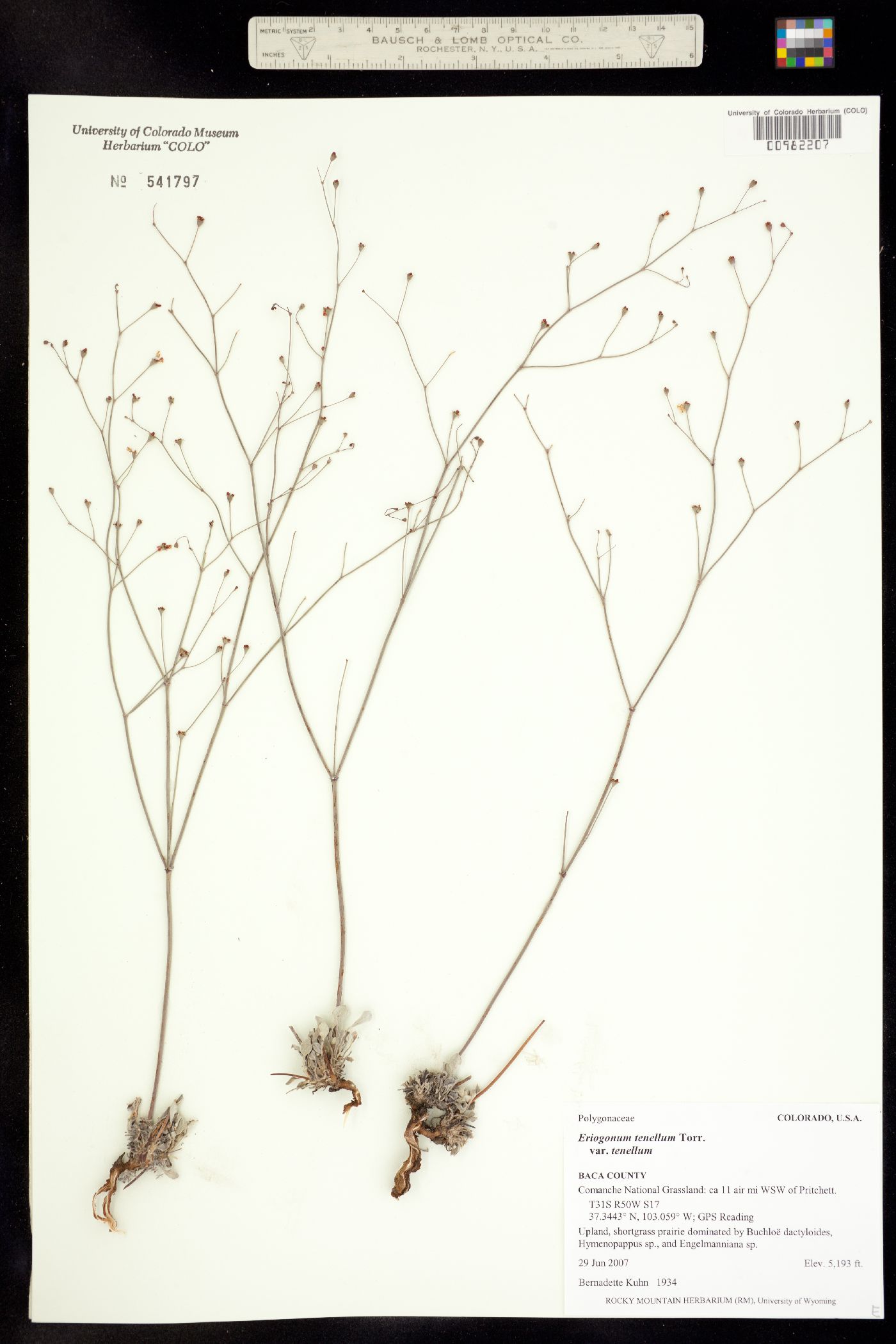 Eriogonum tenellum image