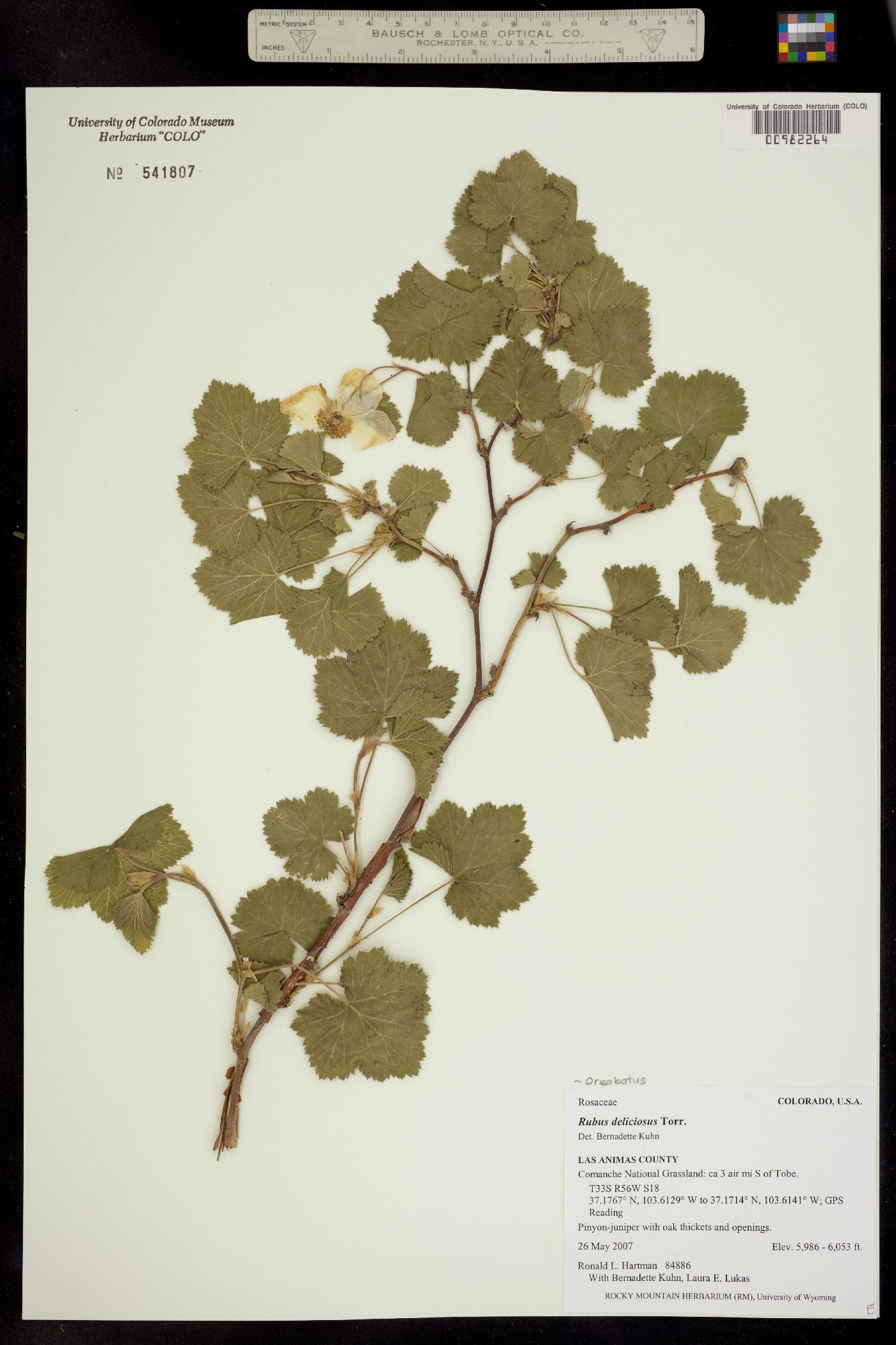 Rubus image