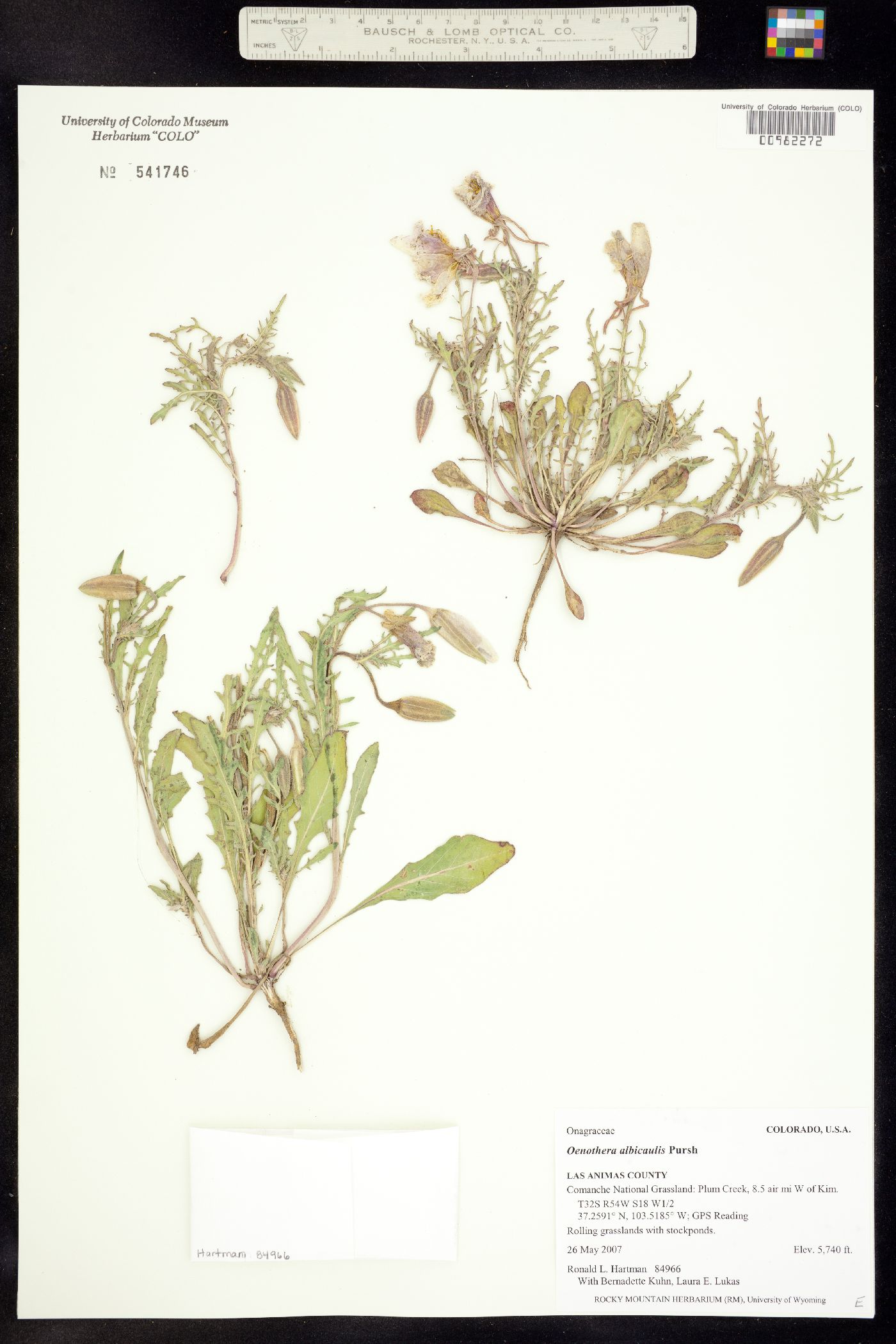 Oenothera albicaulis image