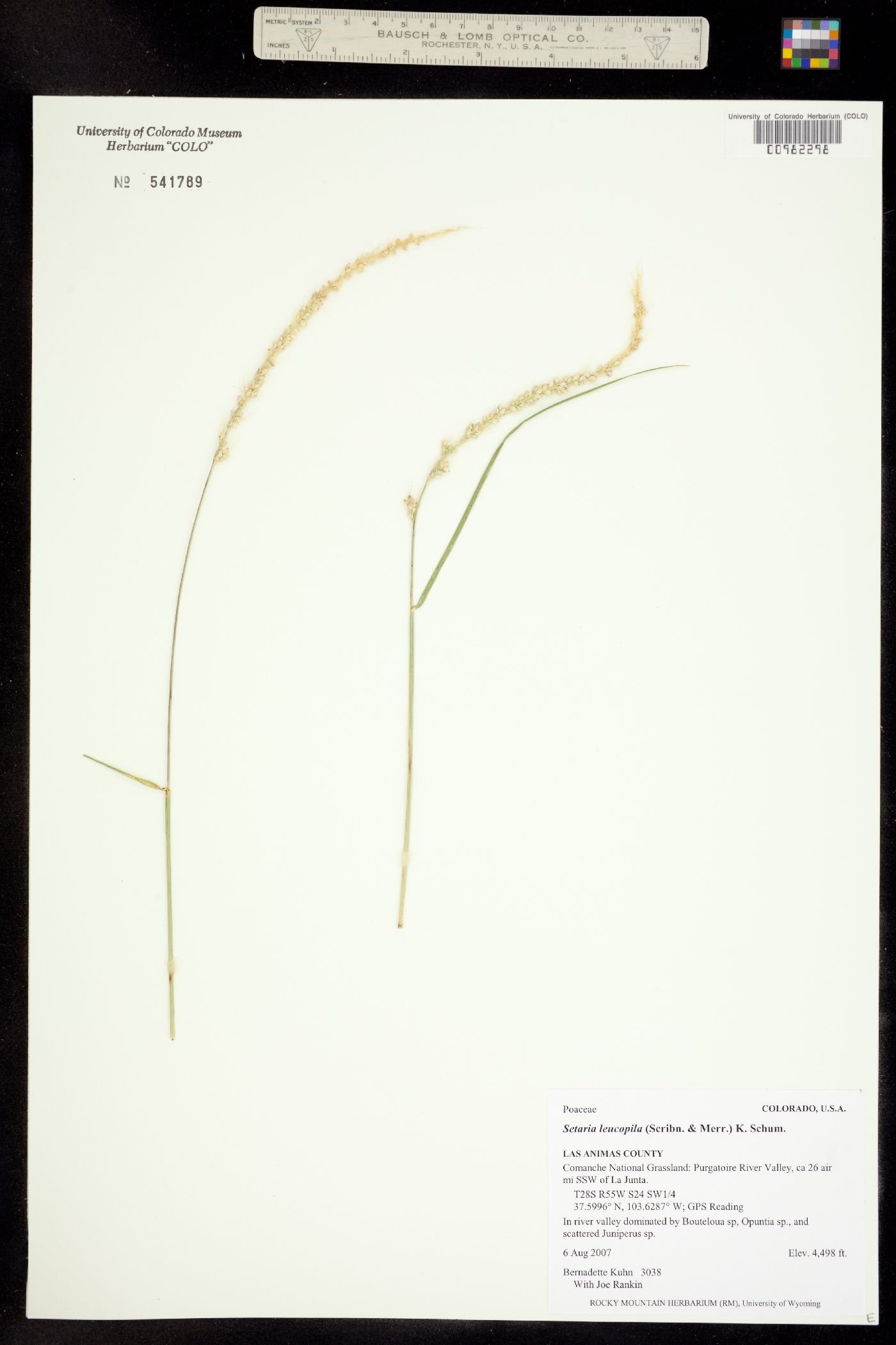 Setaria leucopila image