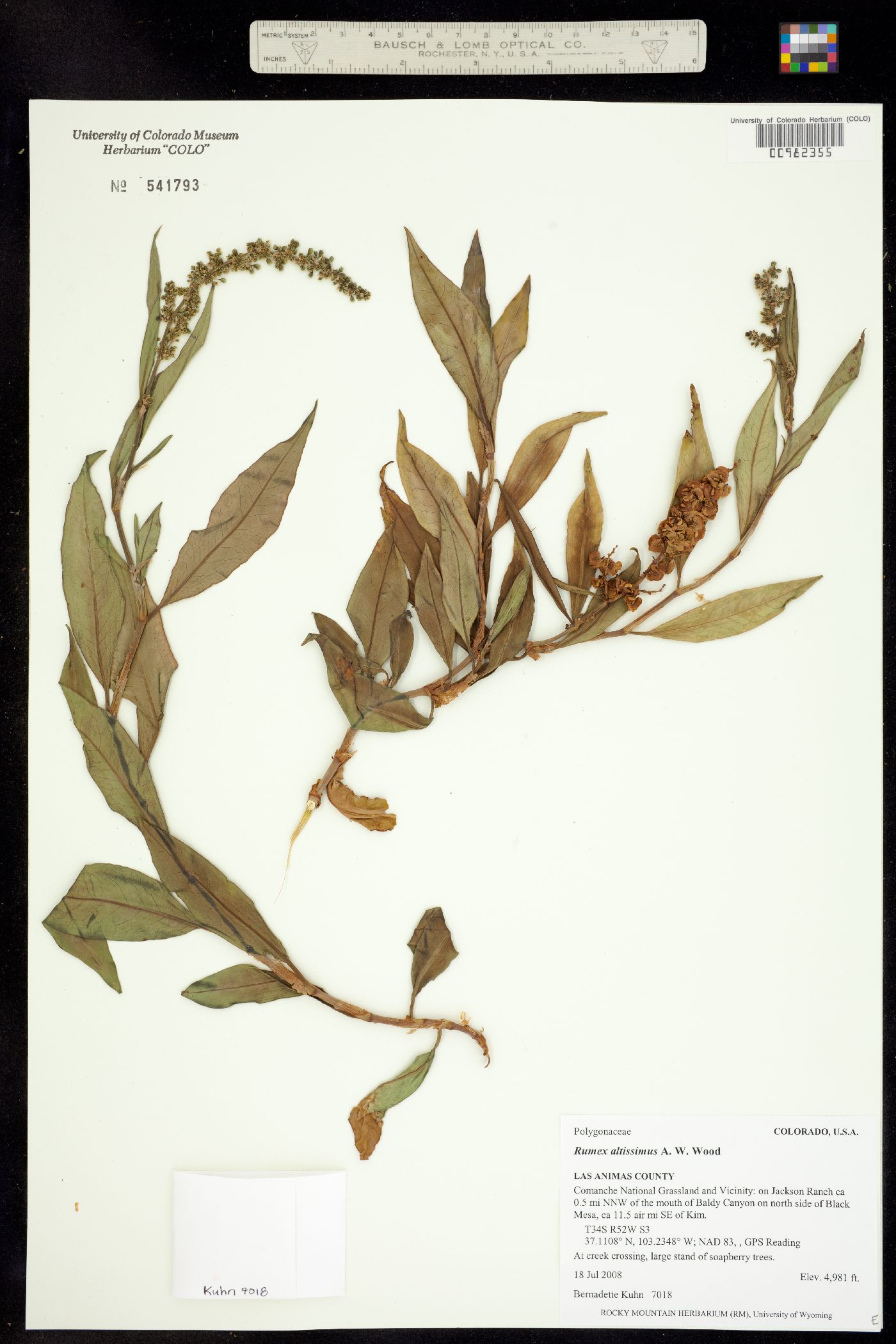 Rumex altissimus image