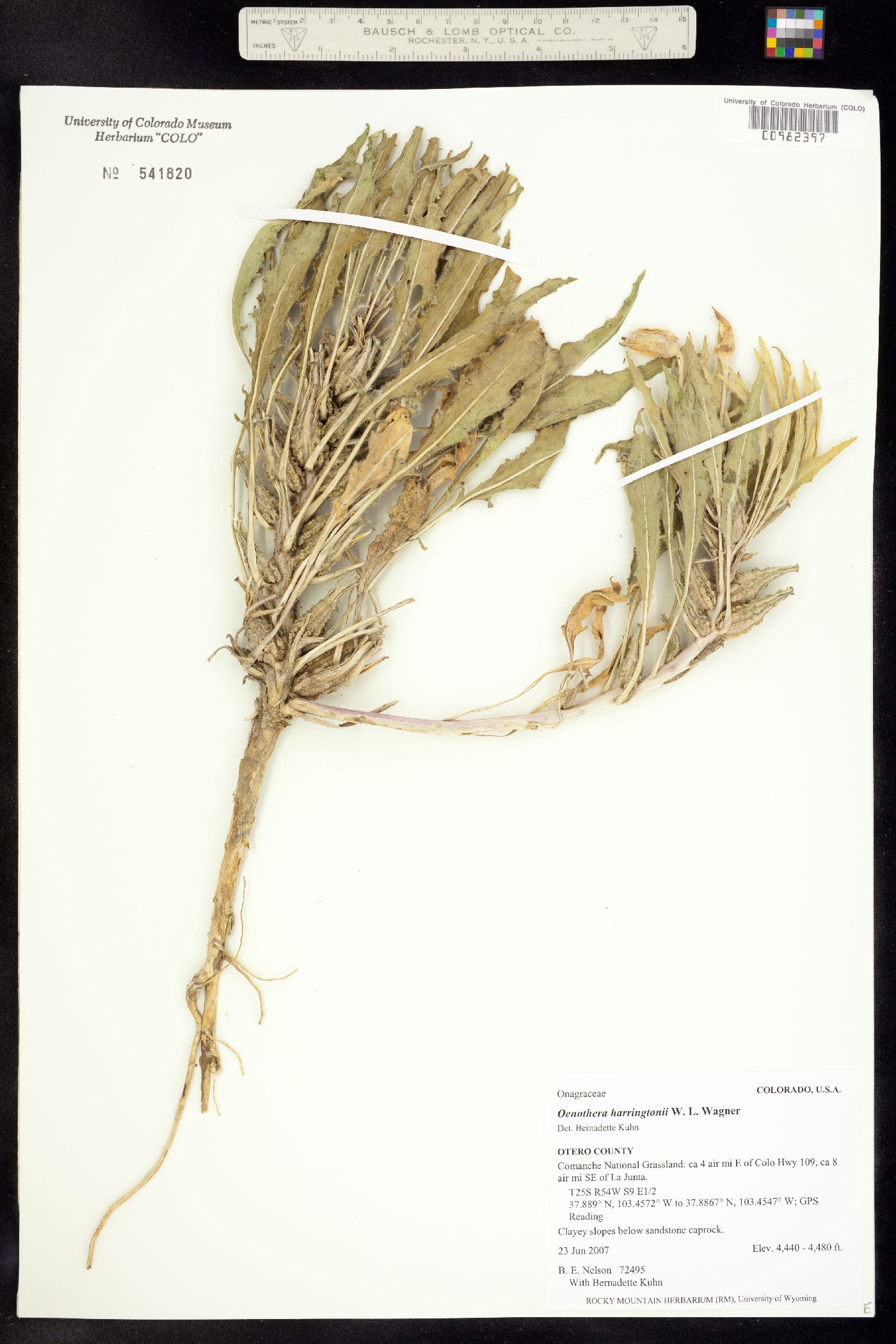 Oenothera harringtonii image