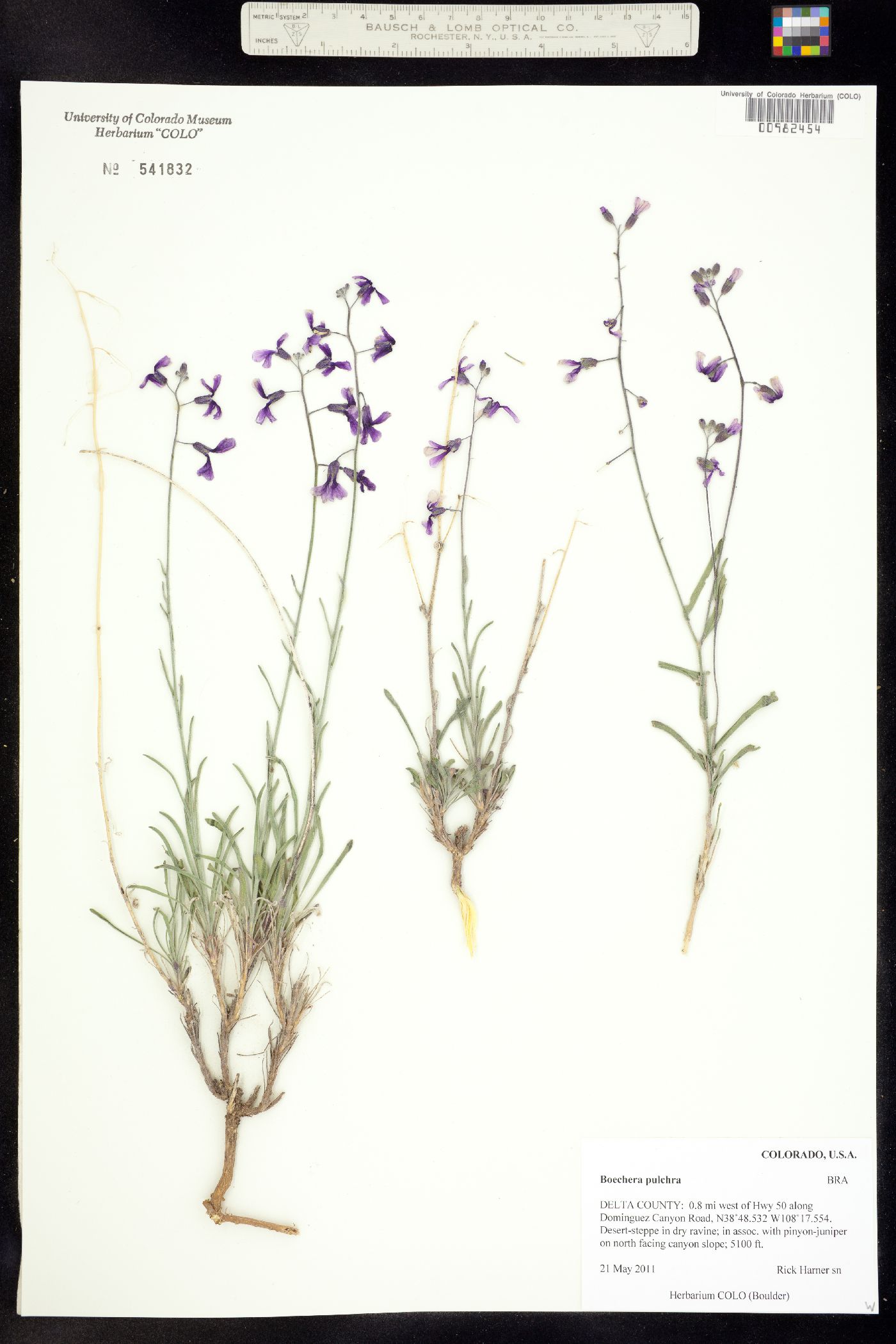 Boechera formosa image