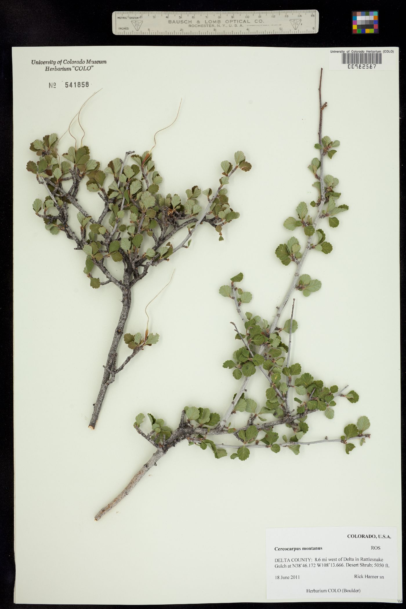 Cercocarpus montanus image