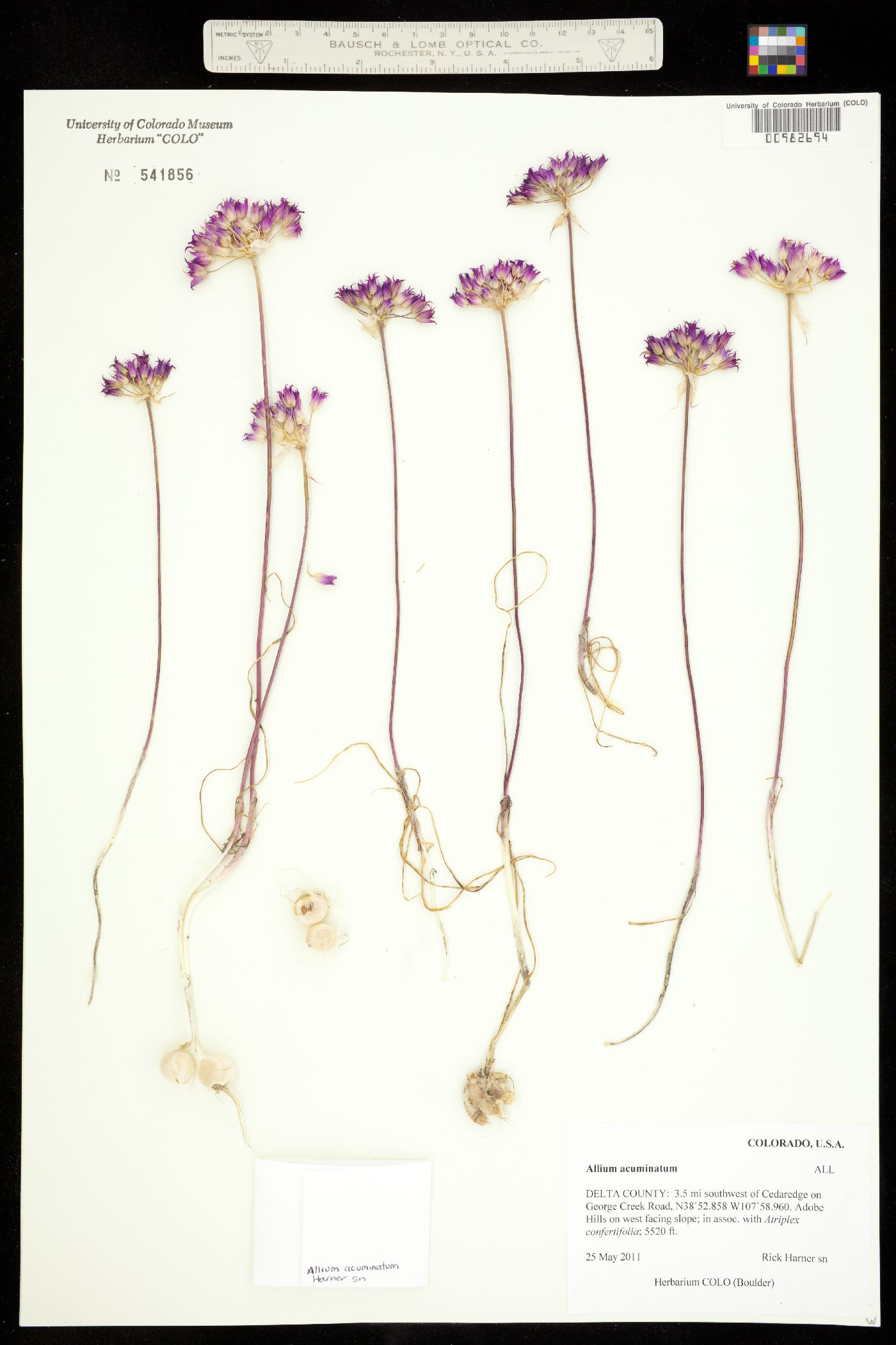 Amaryllidaceae image