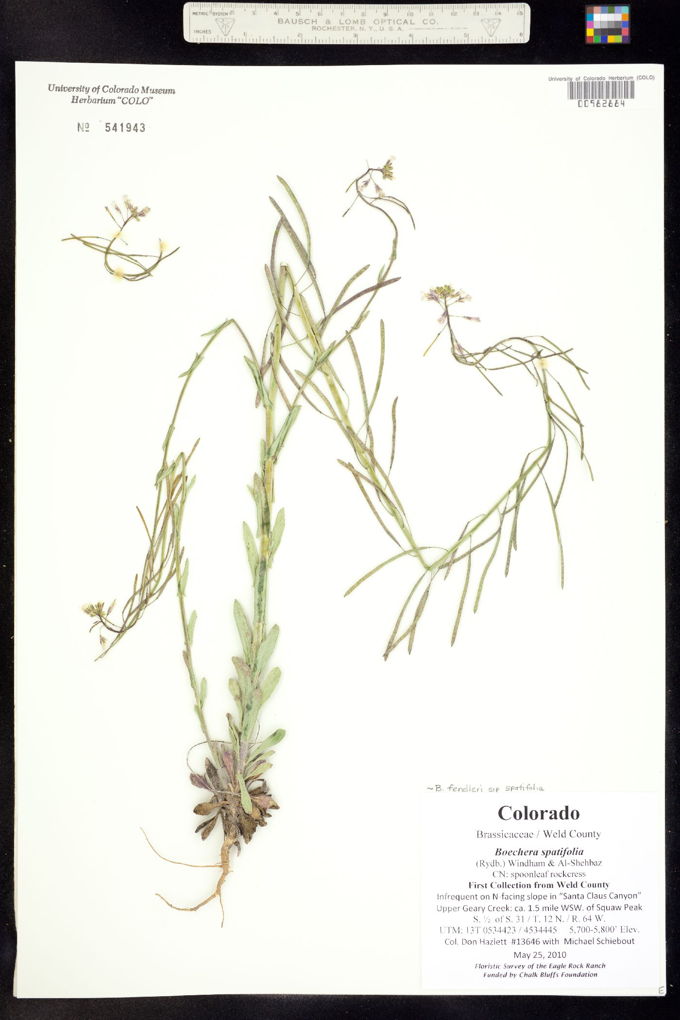 Boechera fendleri ssp. spatifolia image