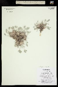 Orophaca triphylla image