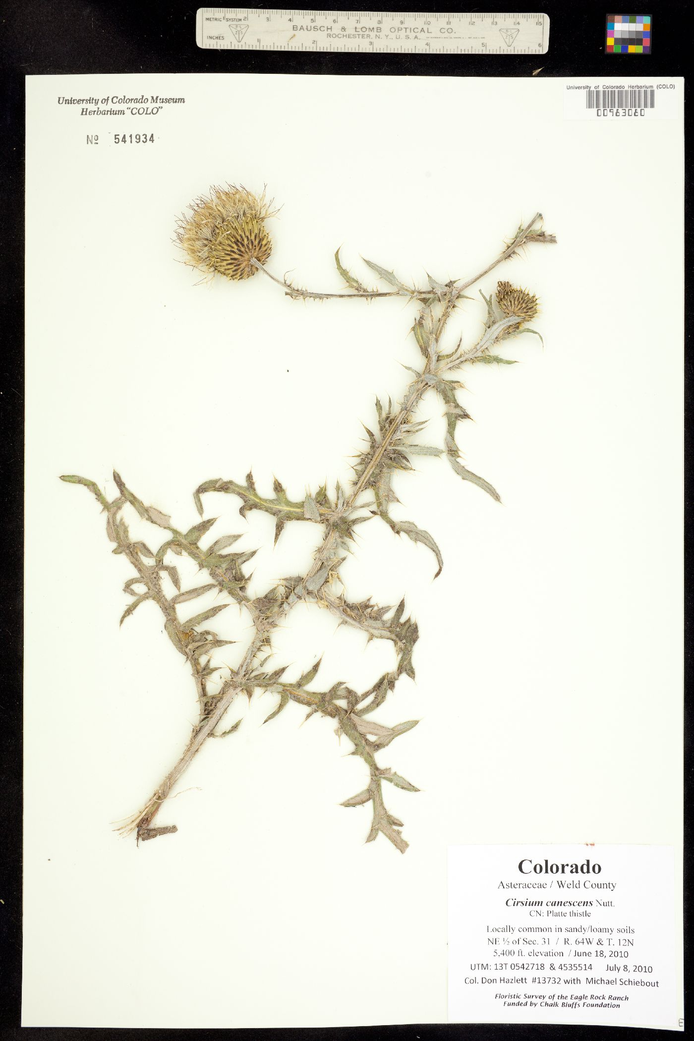 Cirsium canescens image