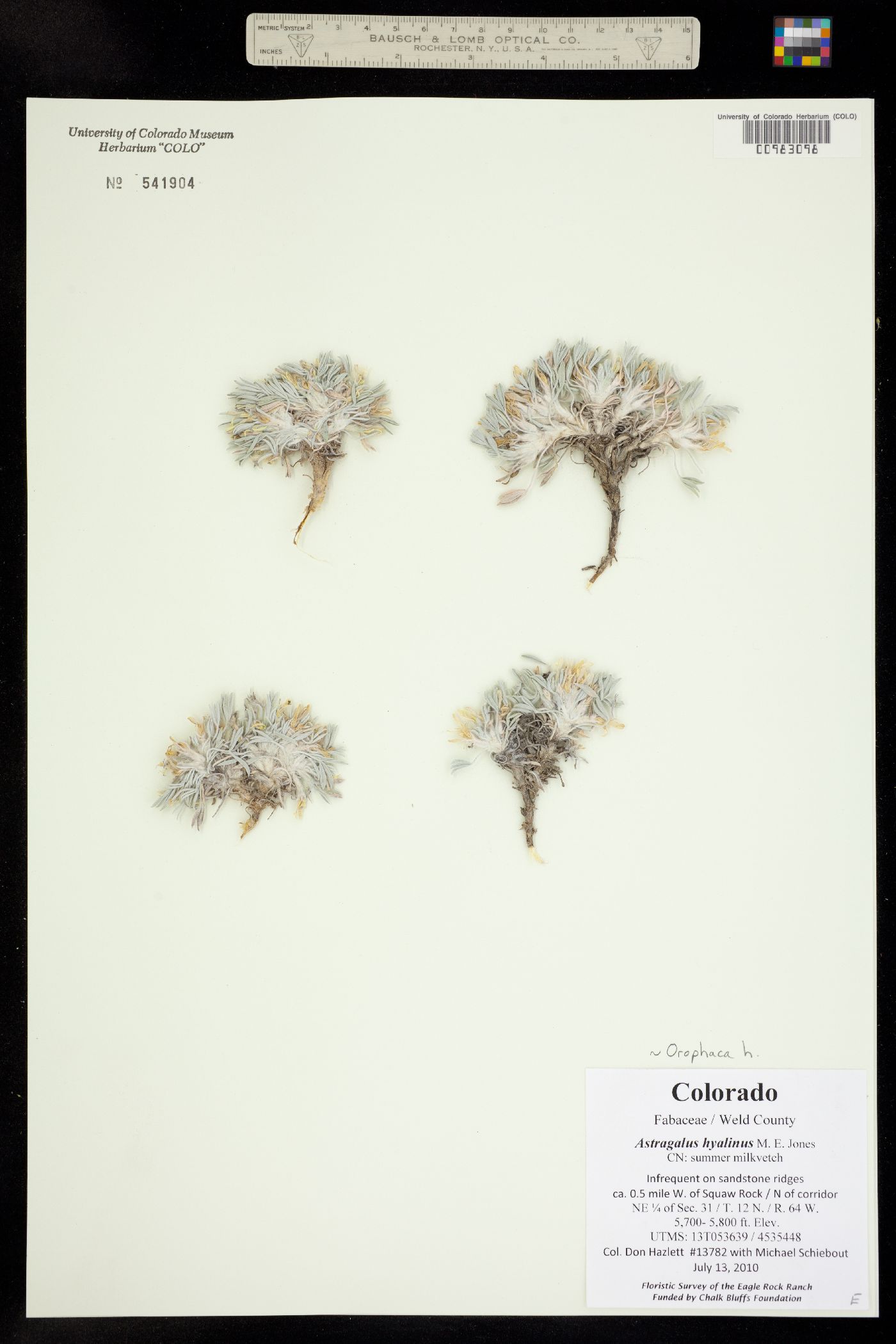 Astragalus hyalinus image