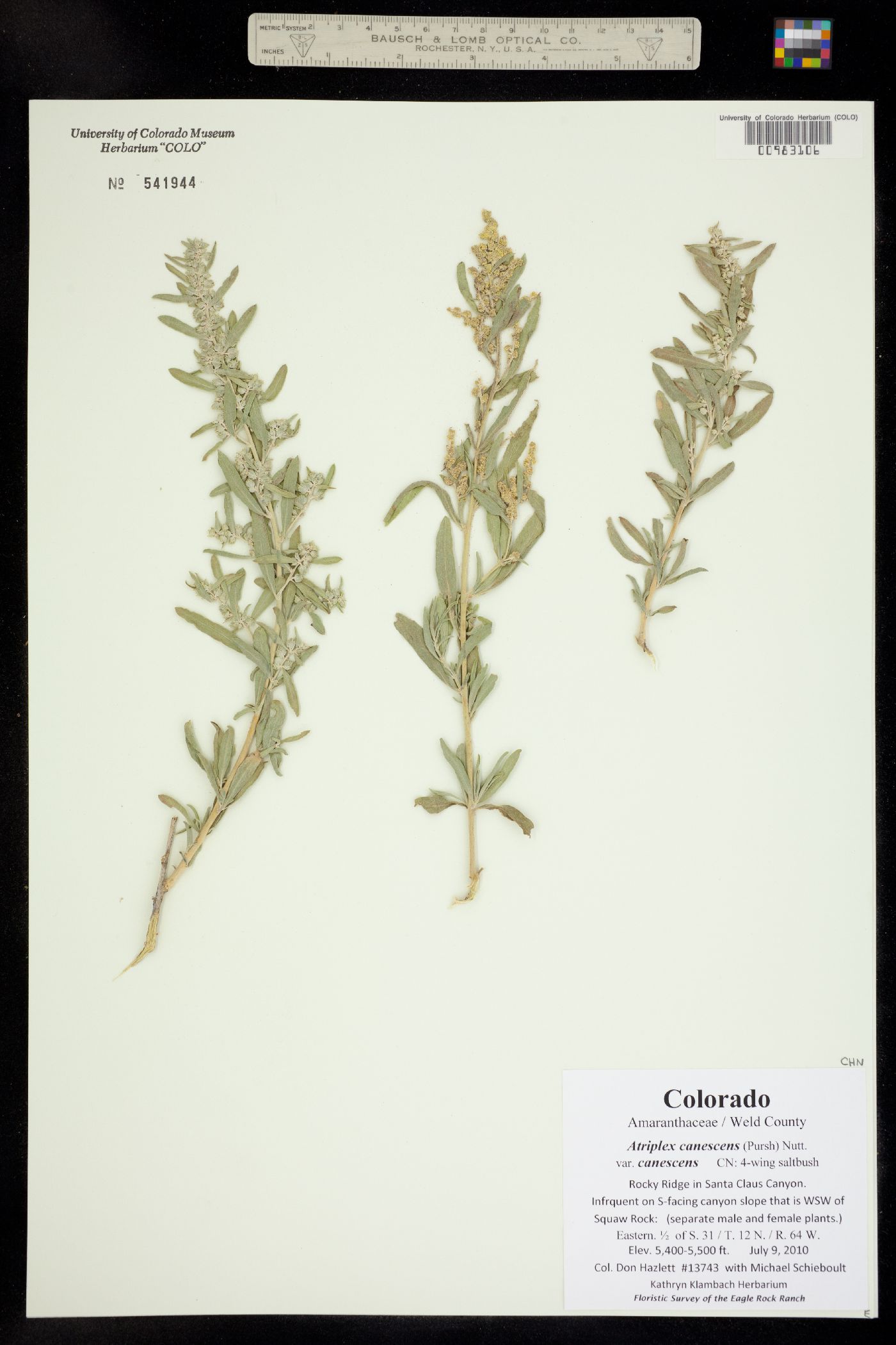 Atriplex canescens image