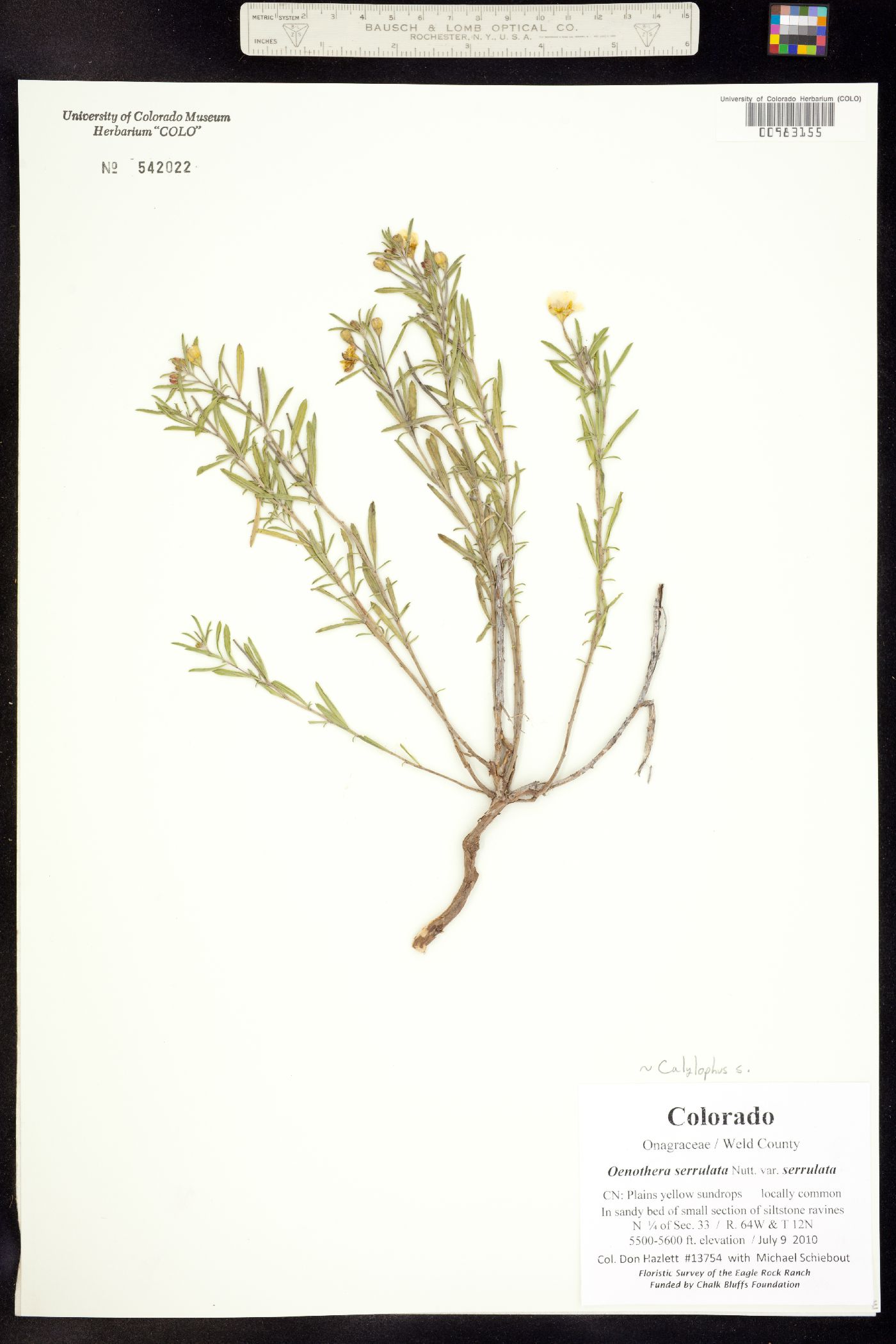 Oenothera serrulata image