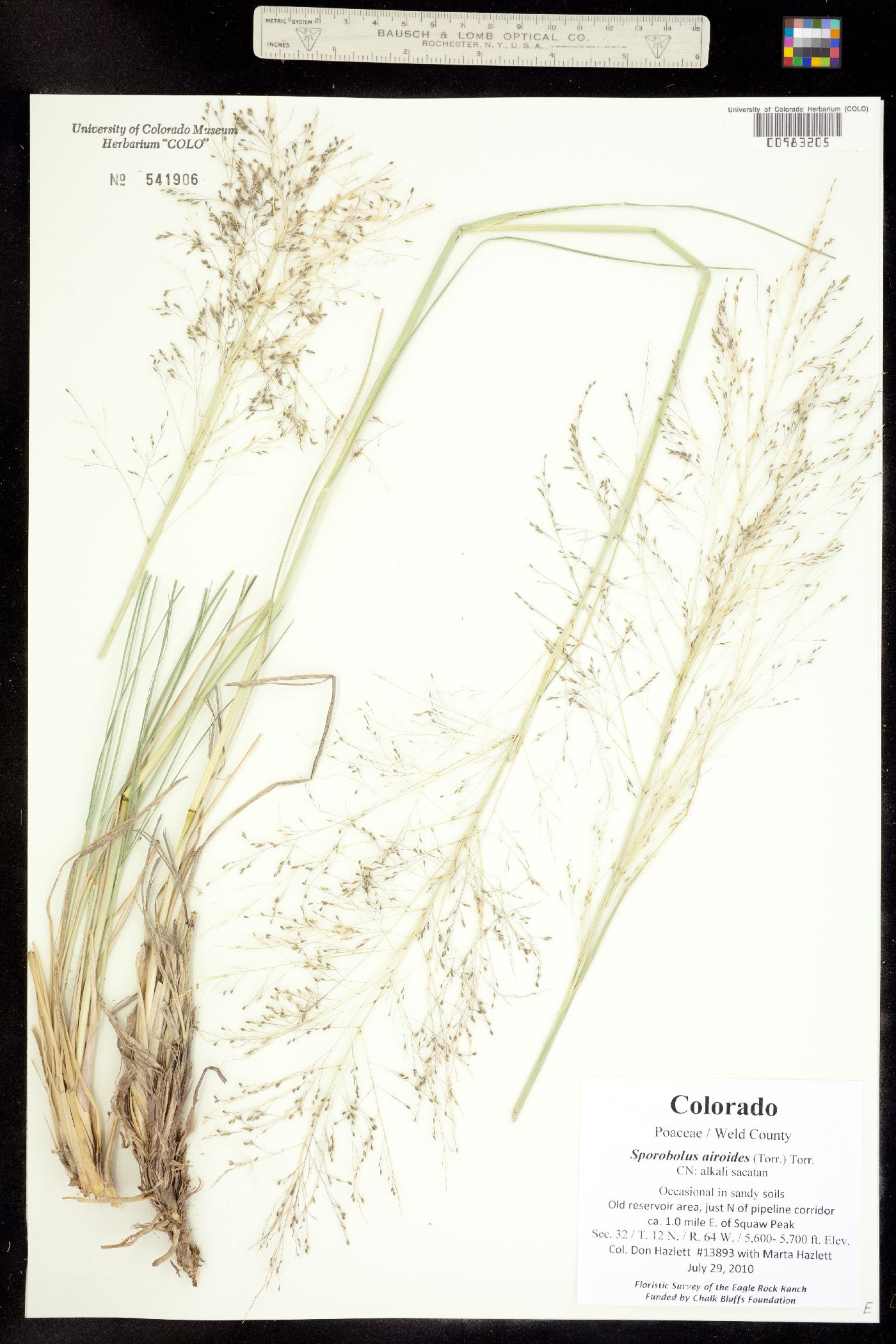 Sporobolus airoides image
