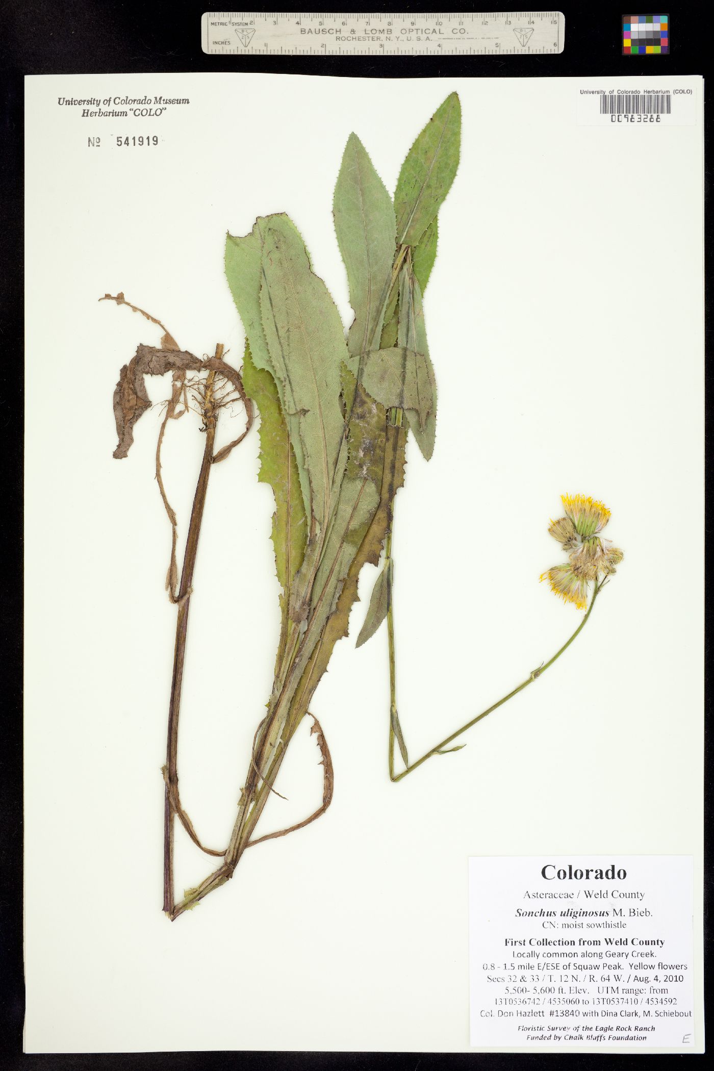 Sonchus arvensis image