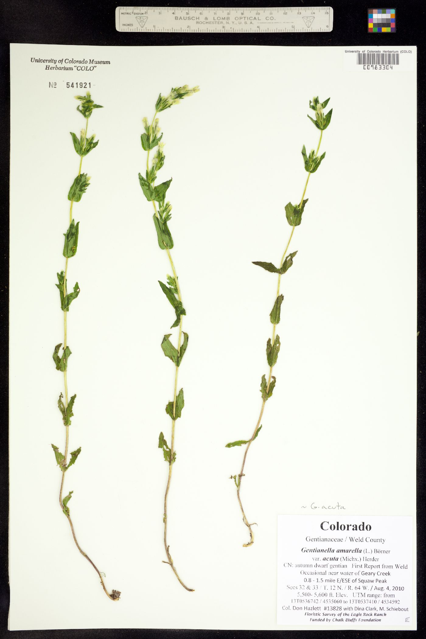 Gentianella amarella image