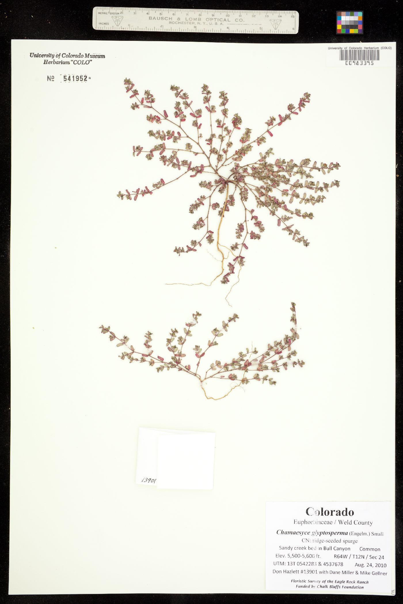 Euphorbia glyptosperma image