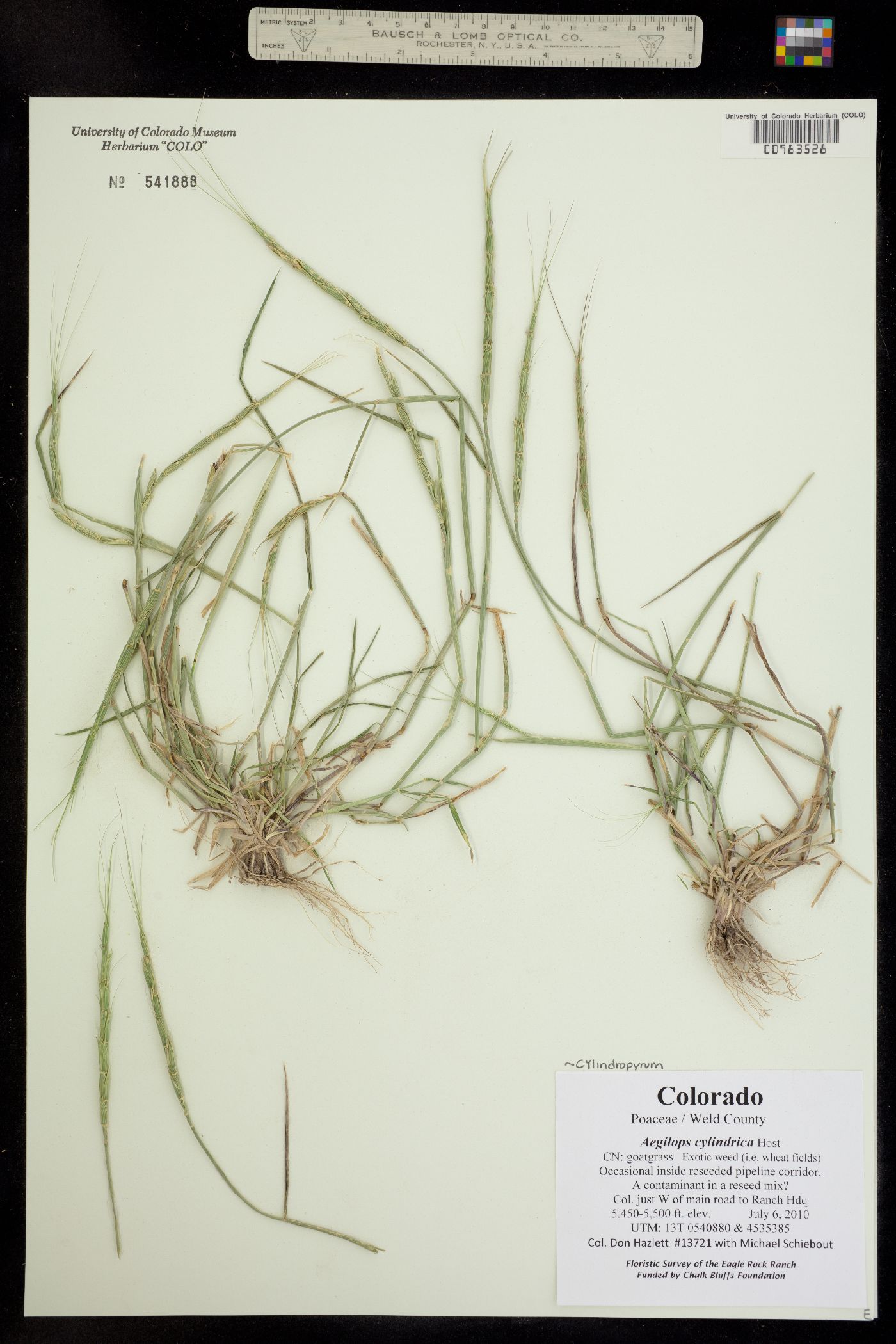 Aegilops cylindrica image