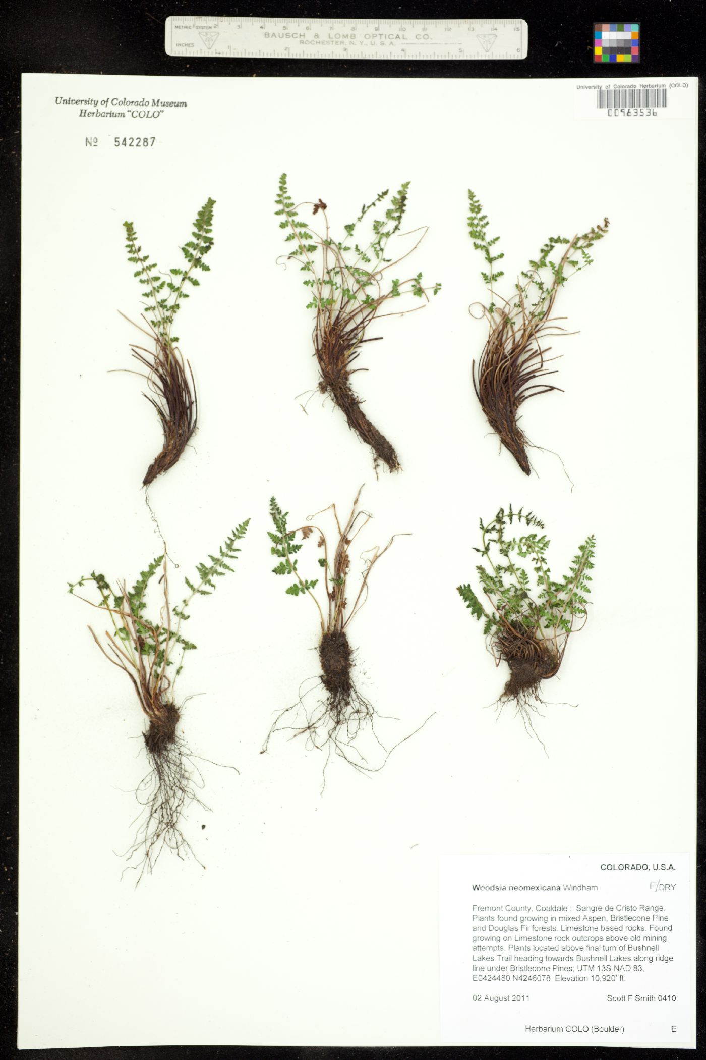 Woodsia neomexicana image